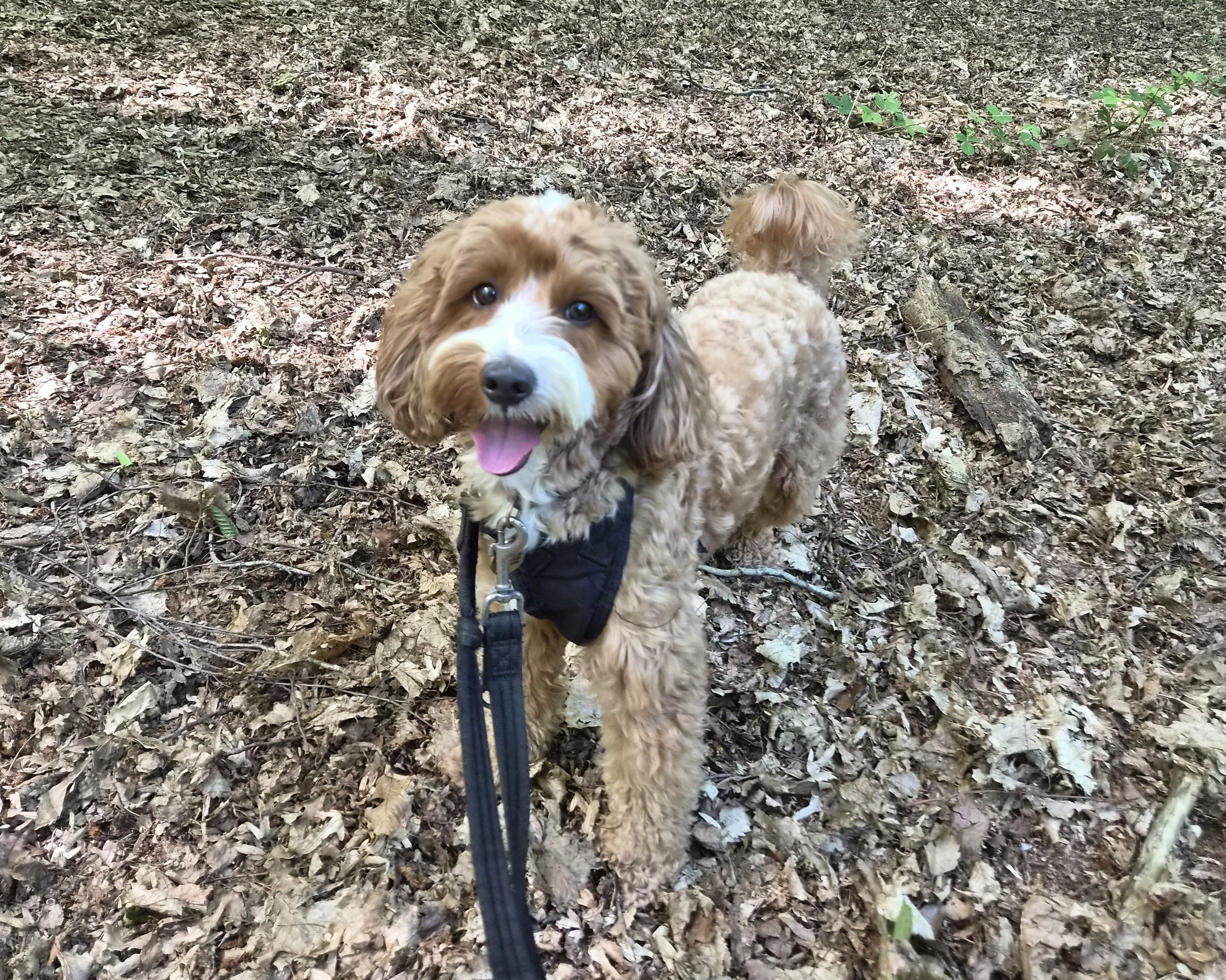 rufus