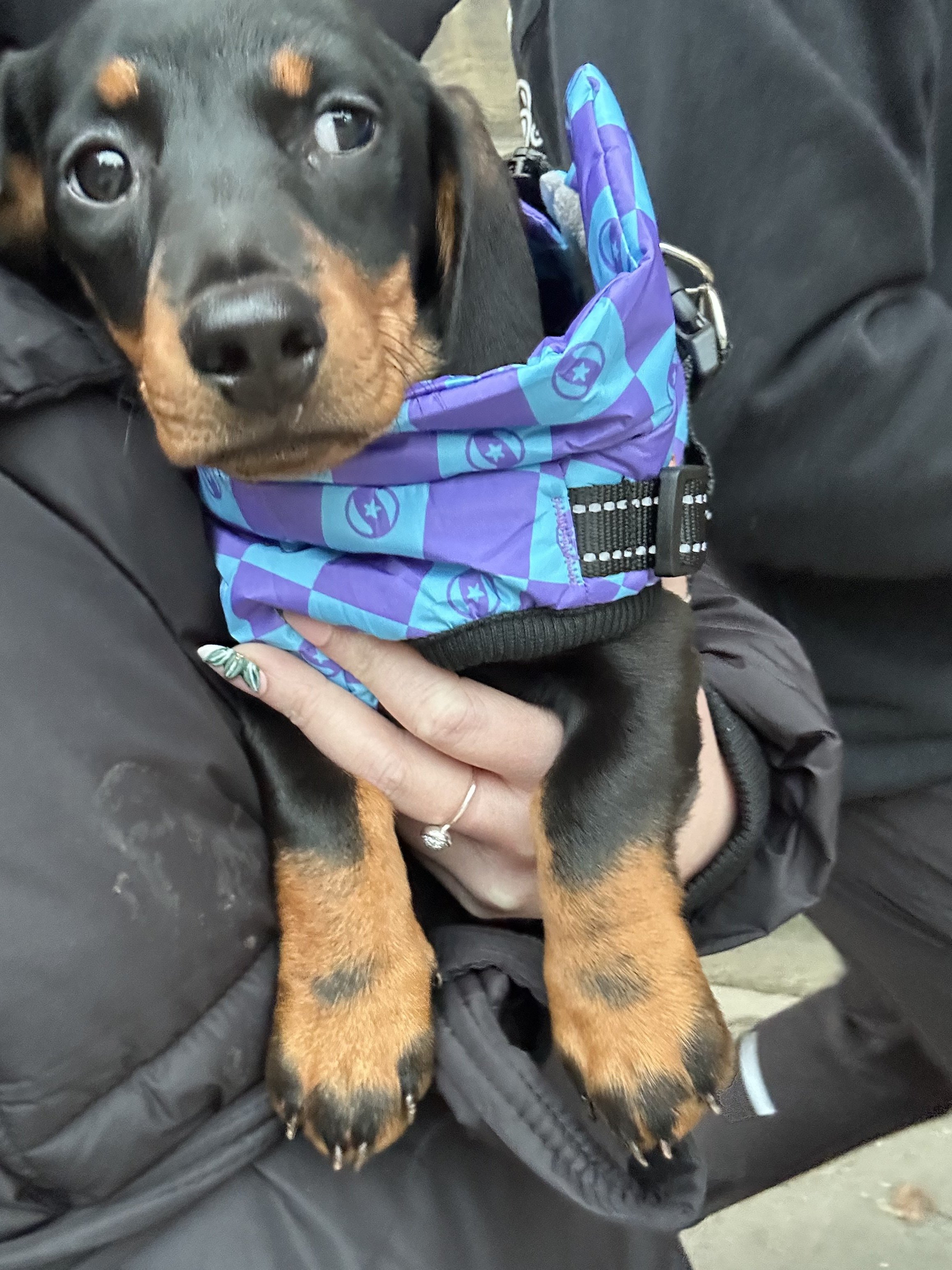 Pippa