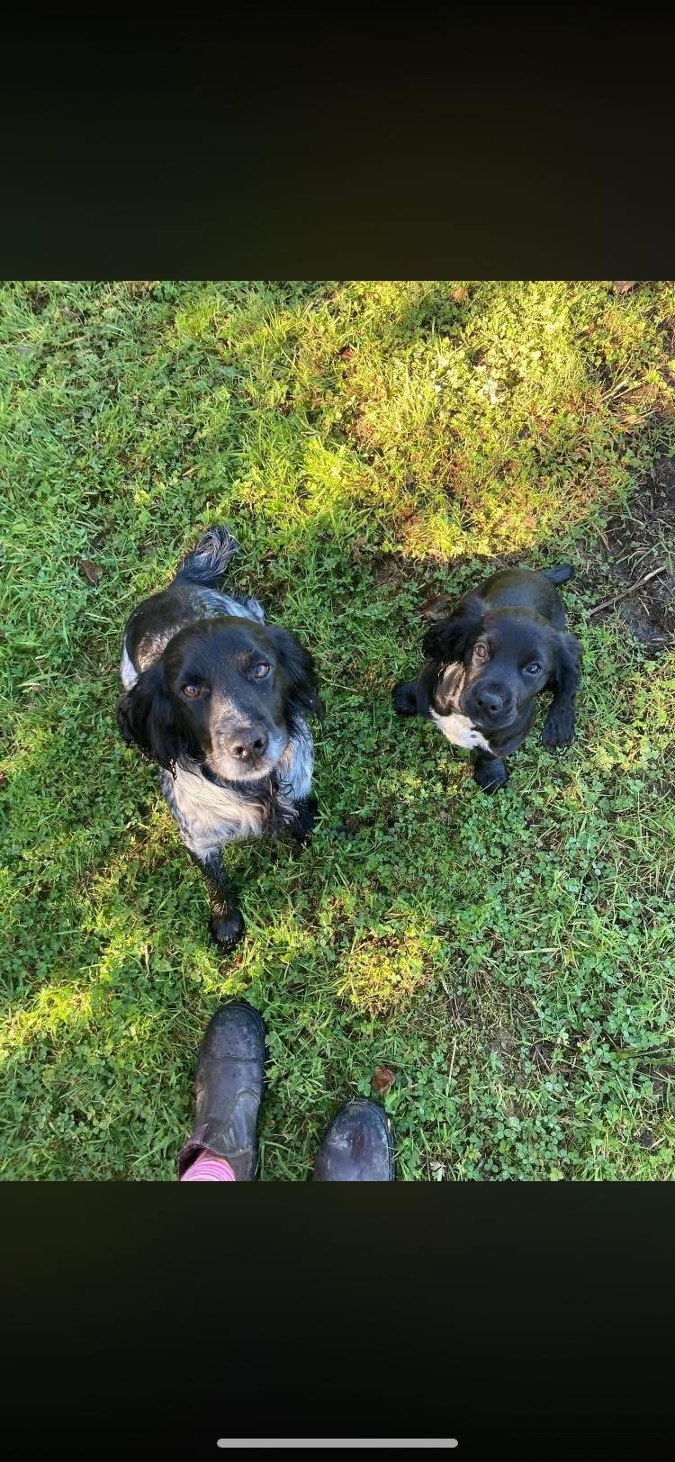 Bailey and Mabel