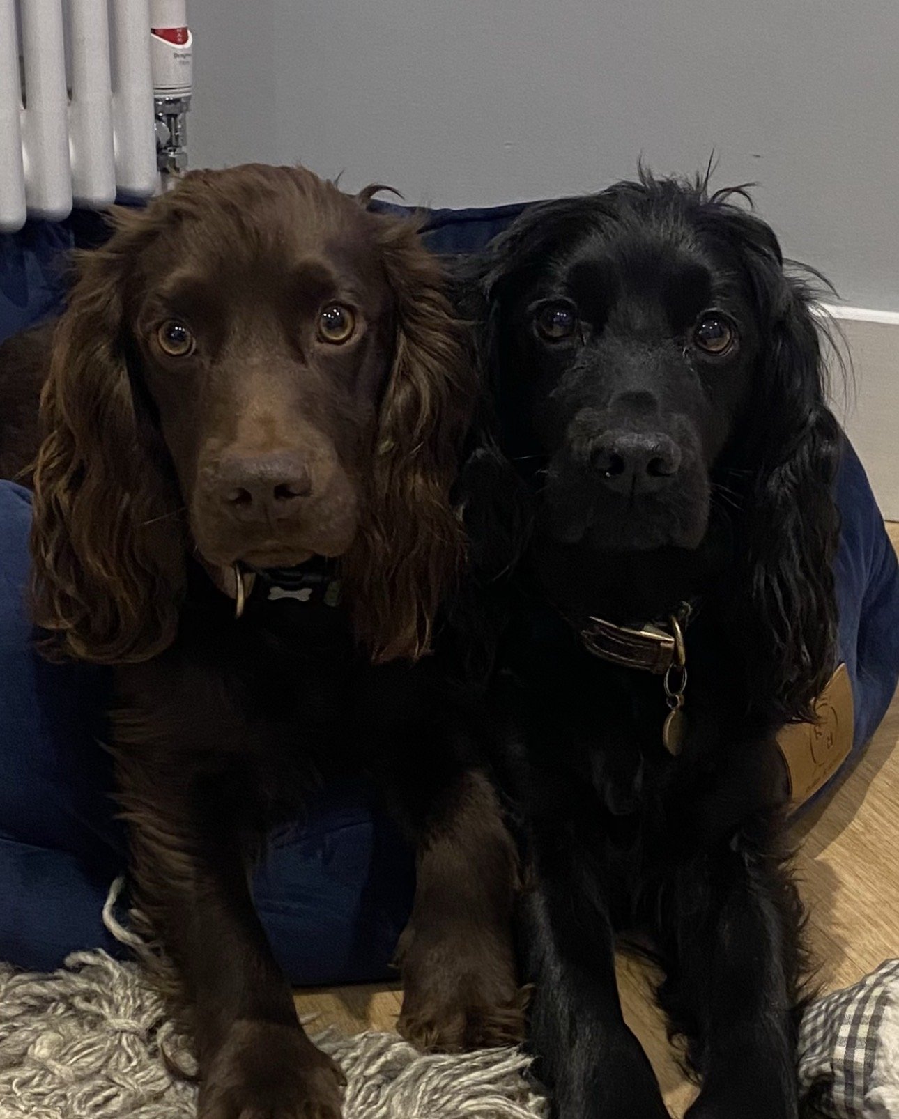 Trixie & Albie