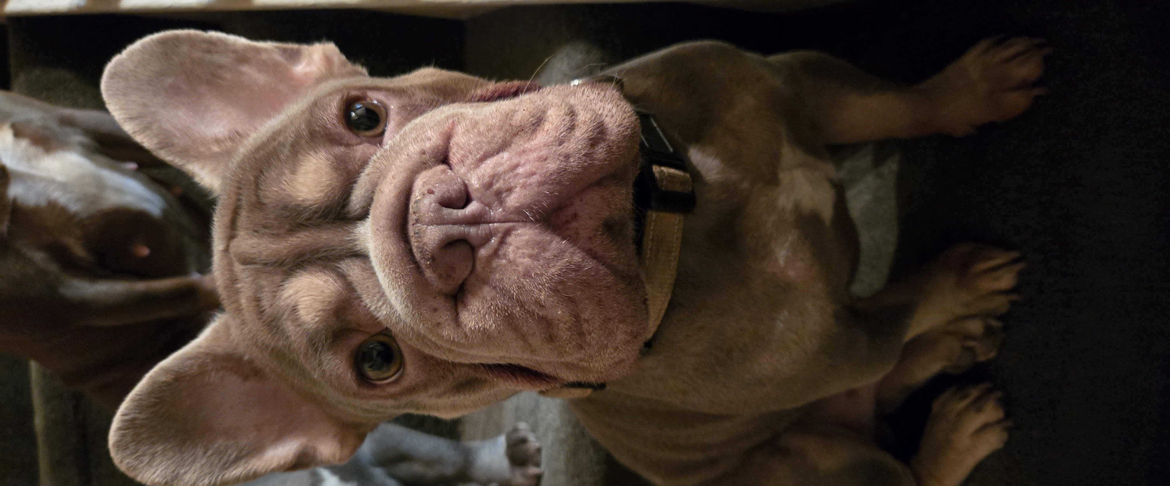 Winston