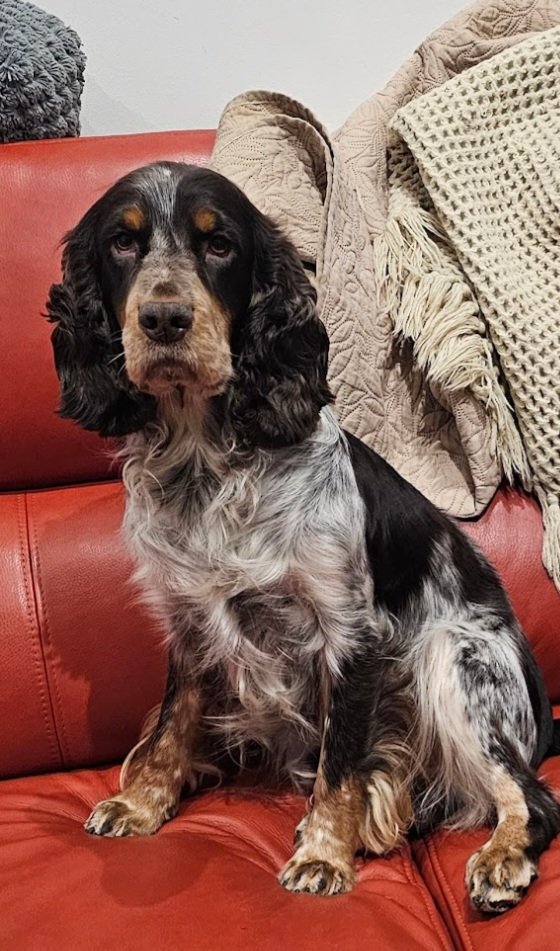 The dude