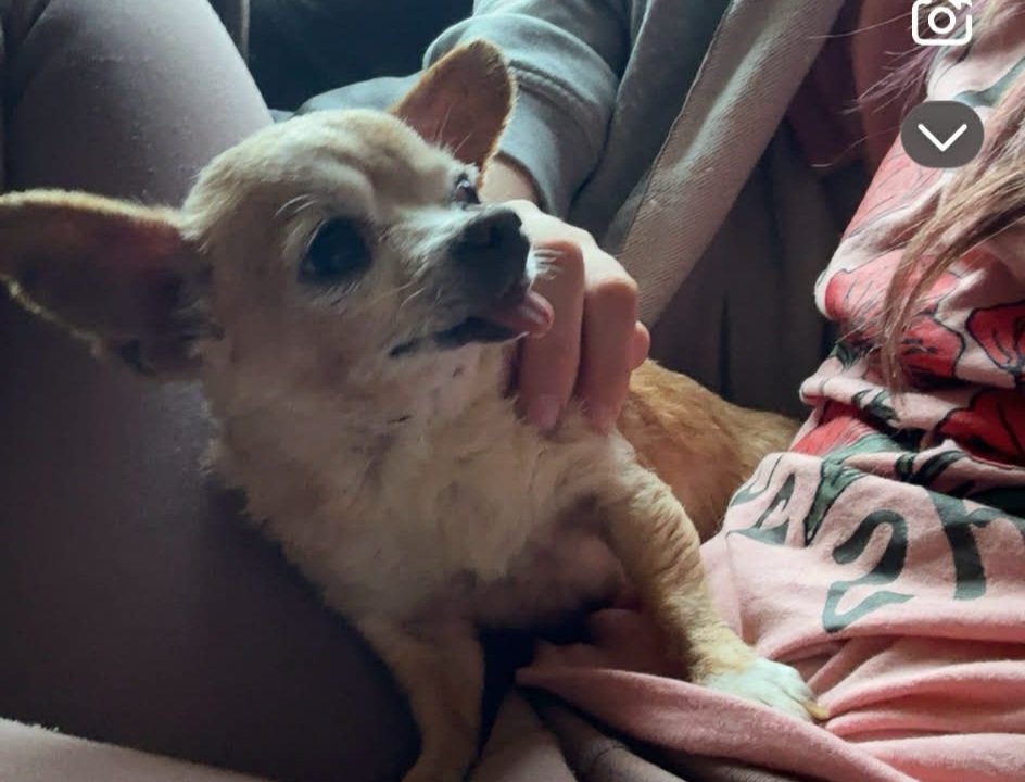Daisy