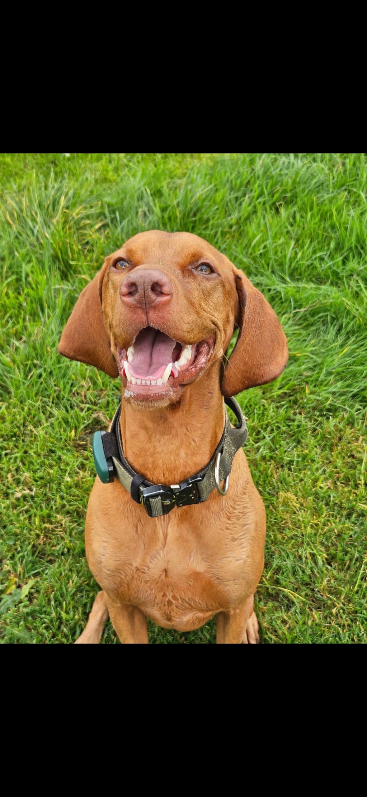 Dexter