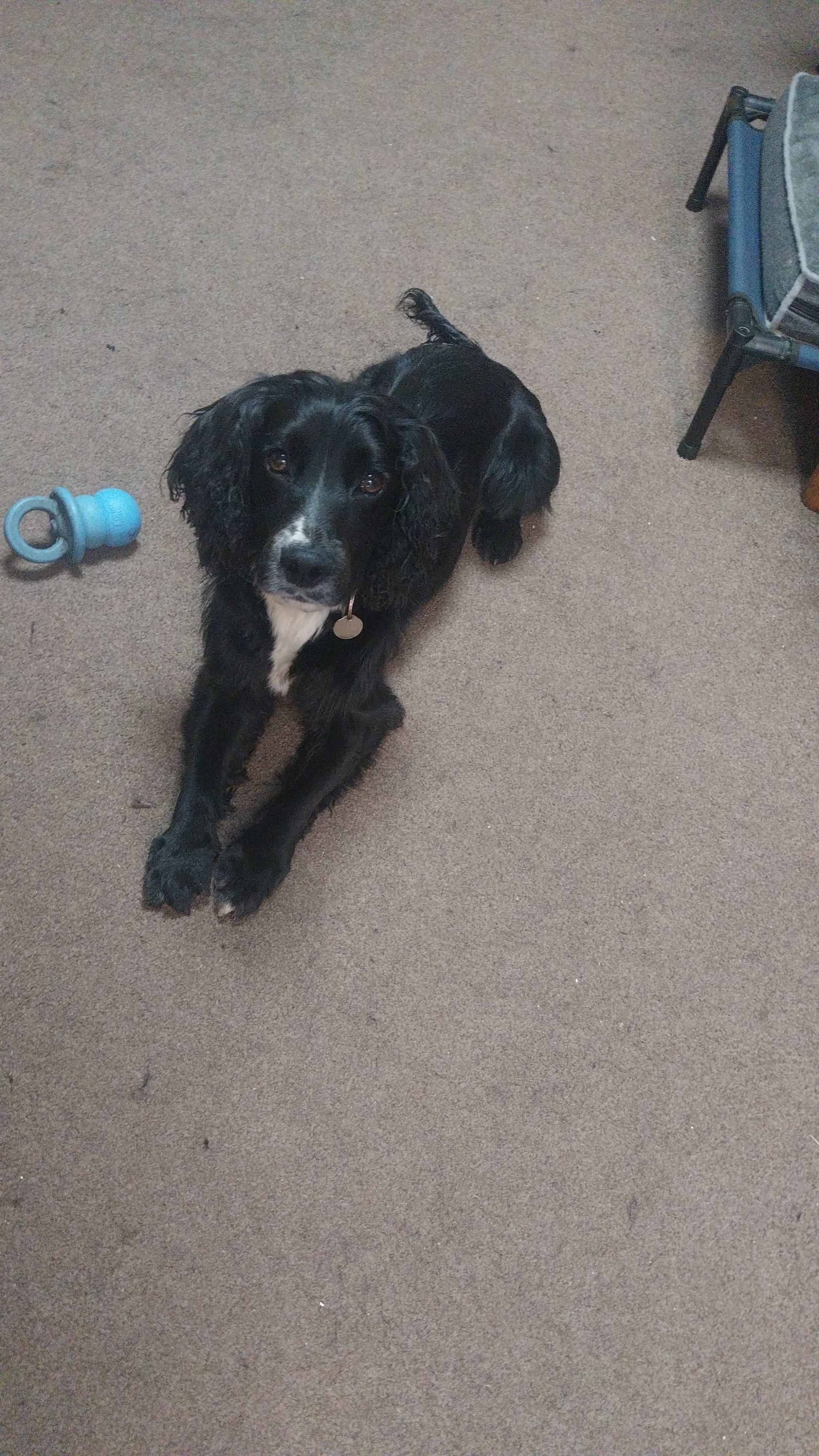 Jett