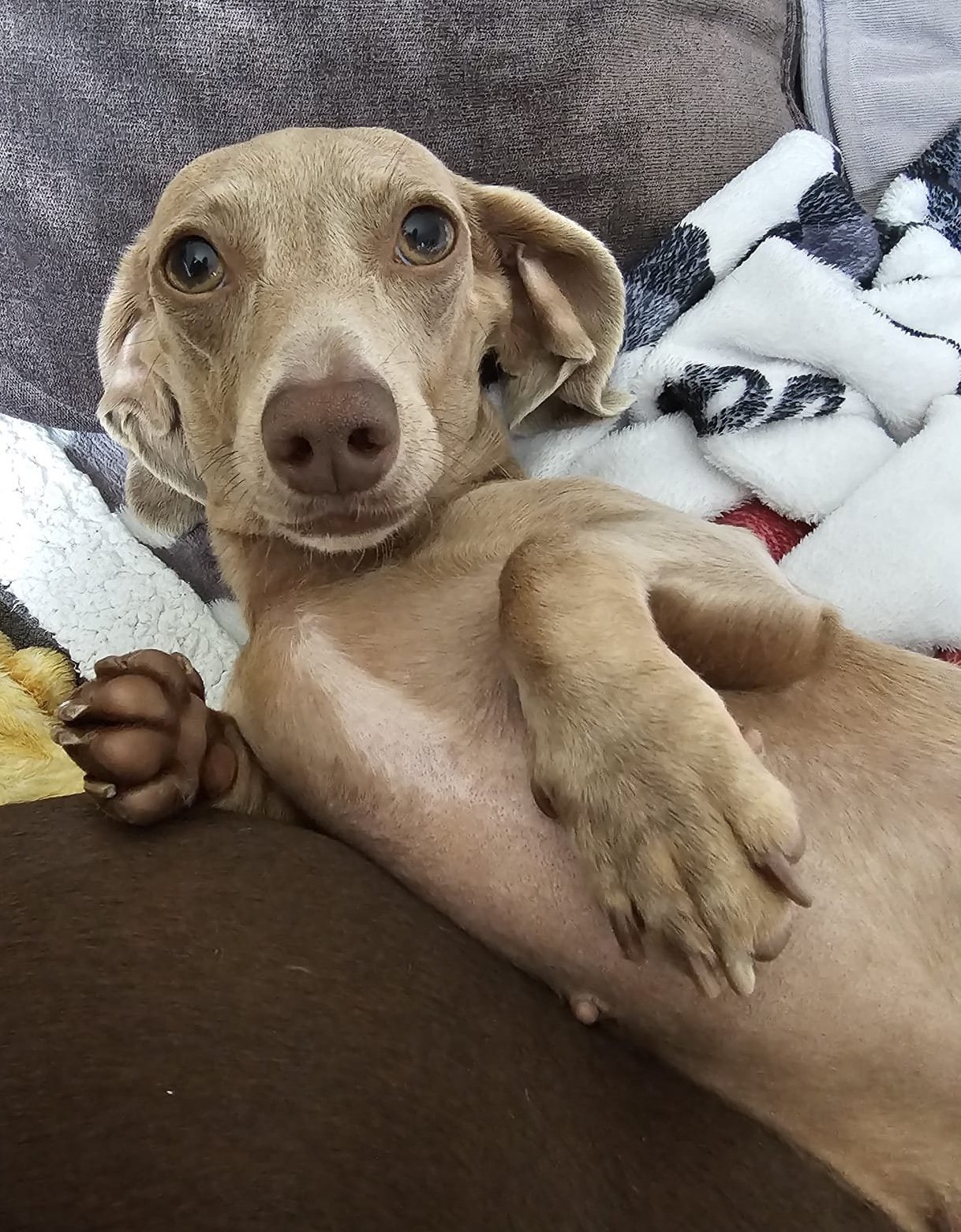 Daisy