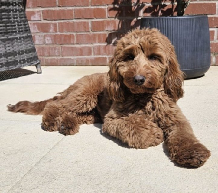 Cooper