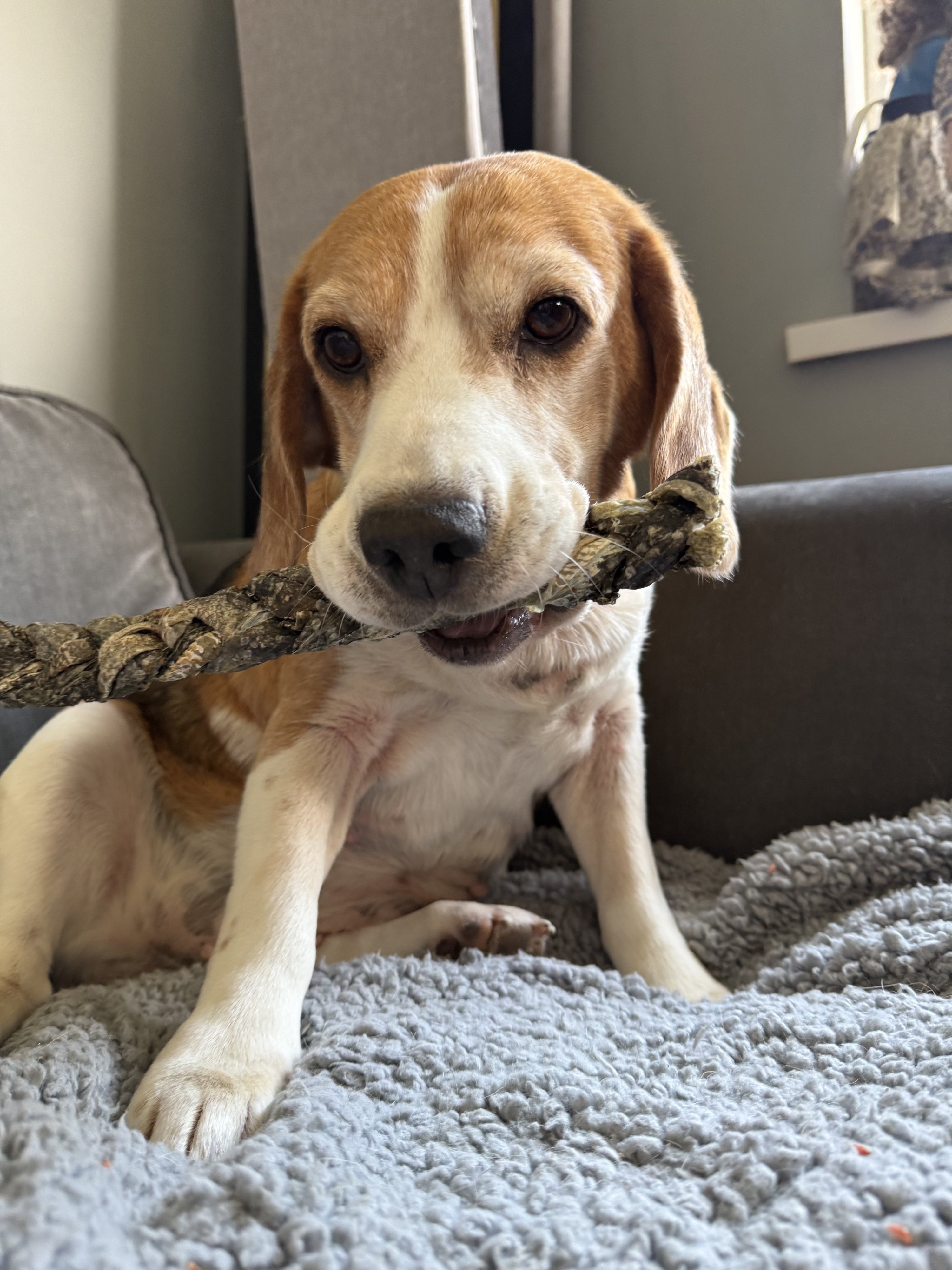 Maisy