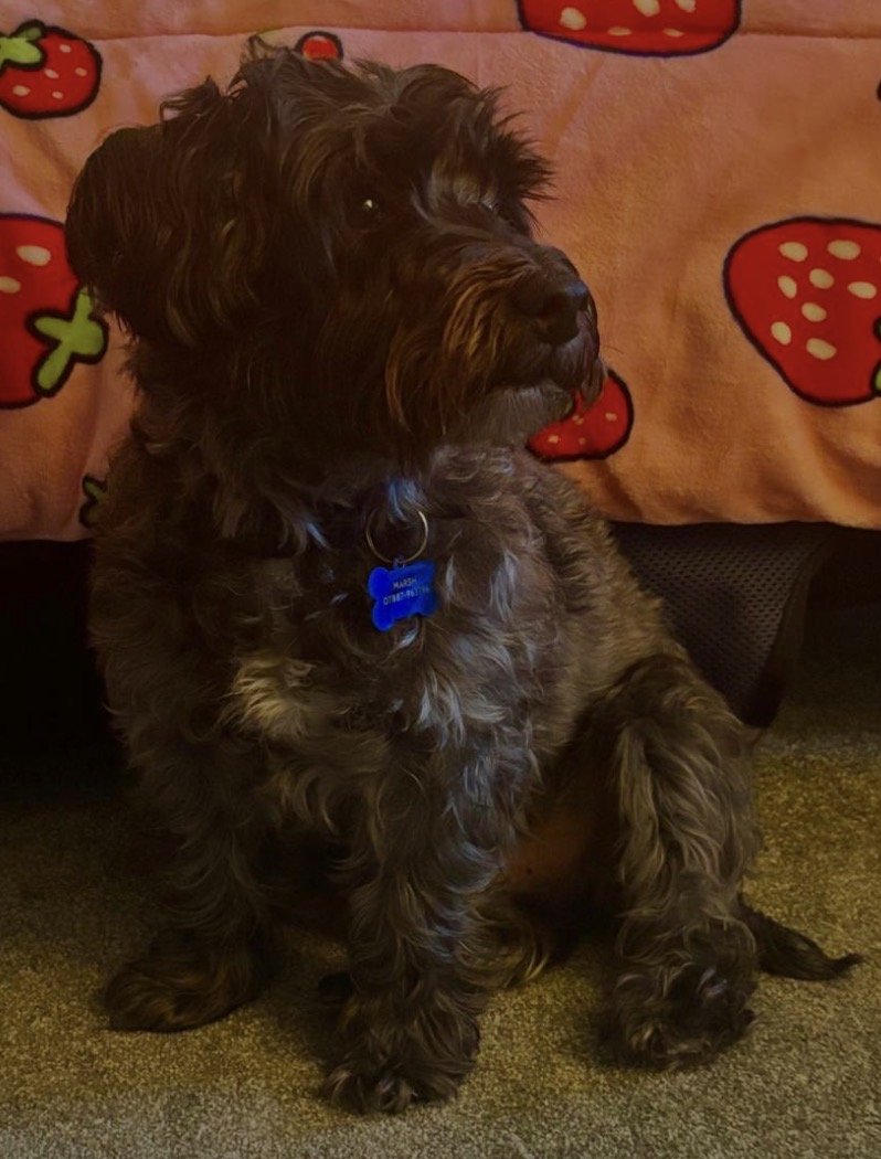 Ozzie