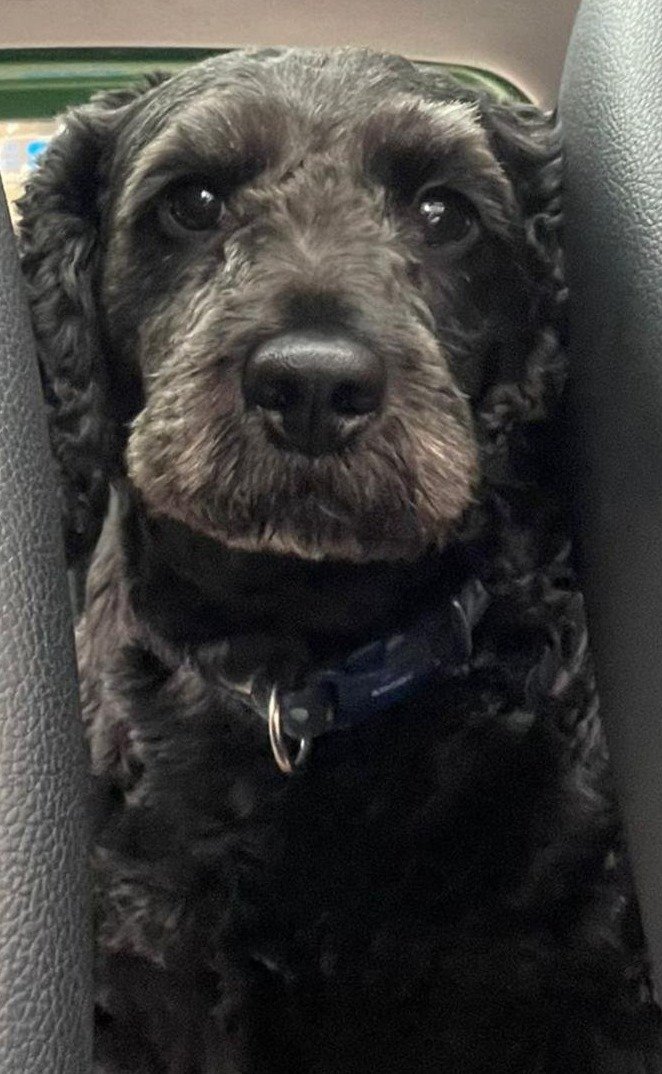 Toby