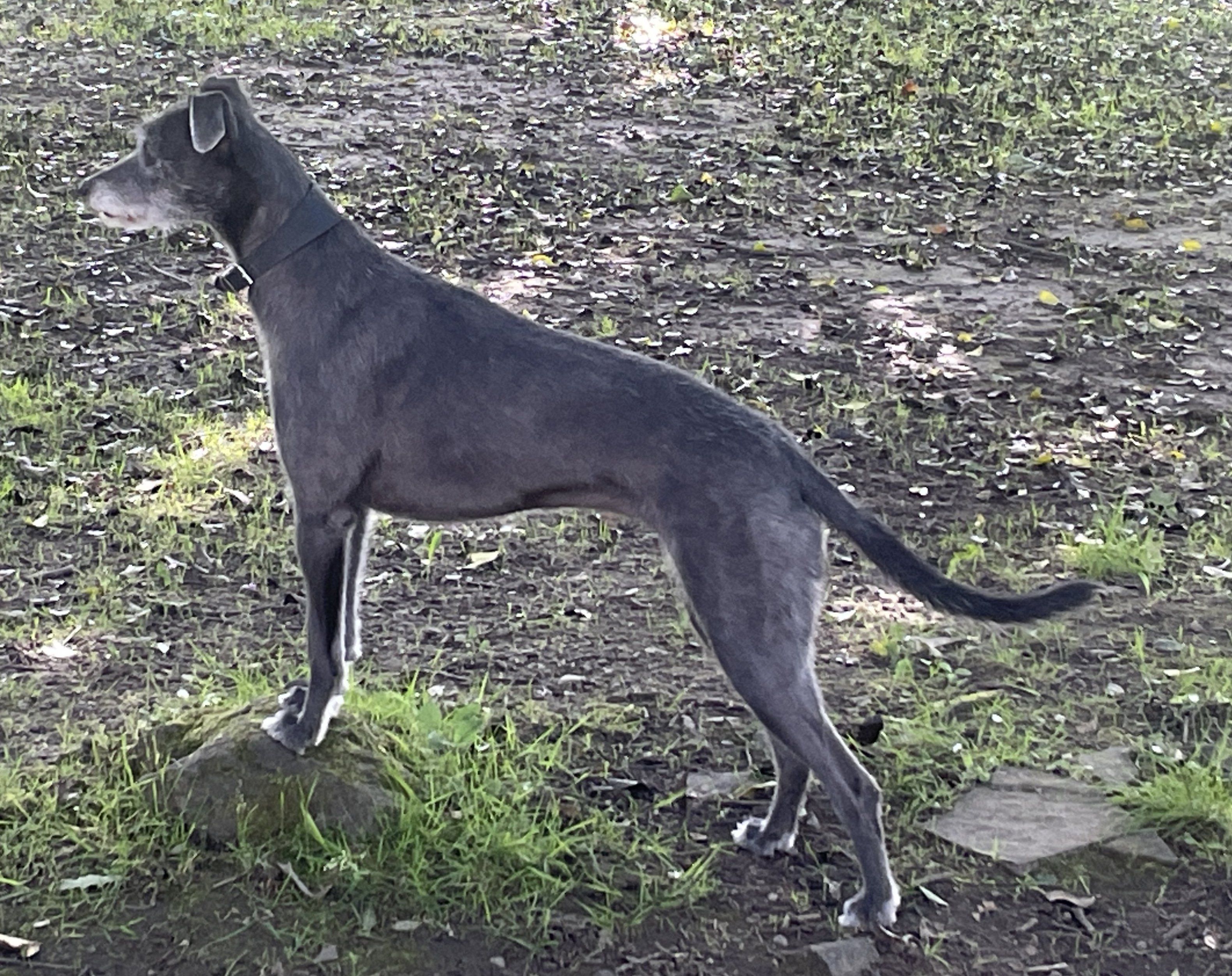 Nell