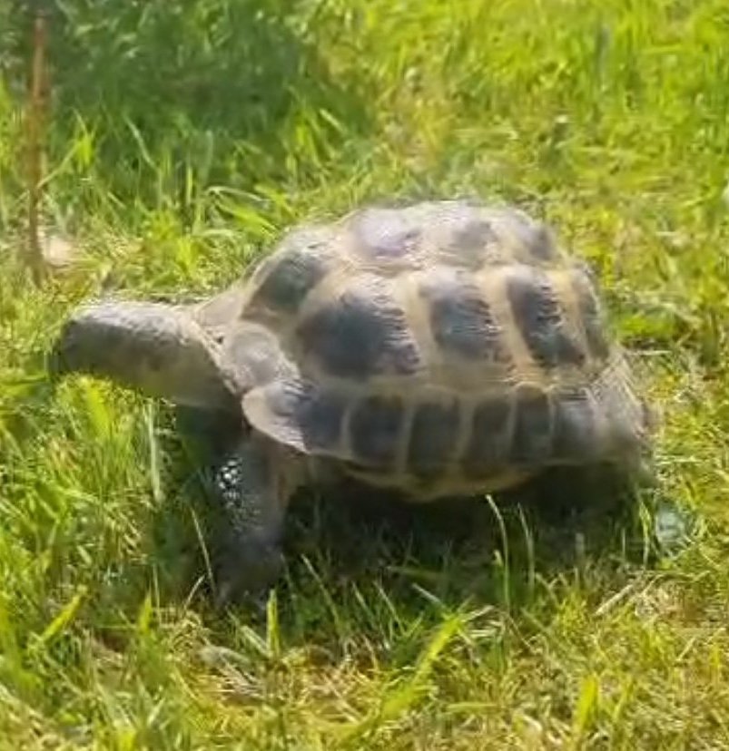 George