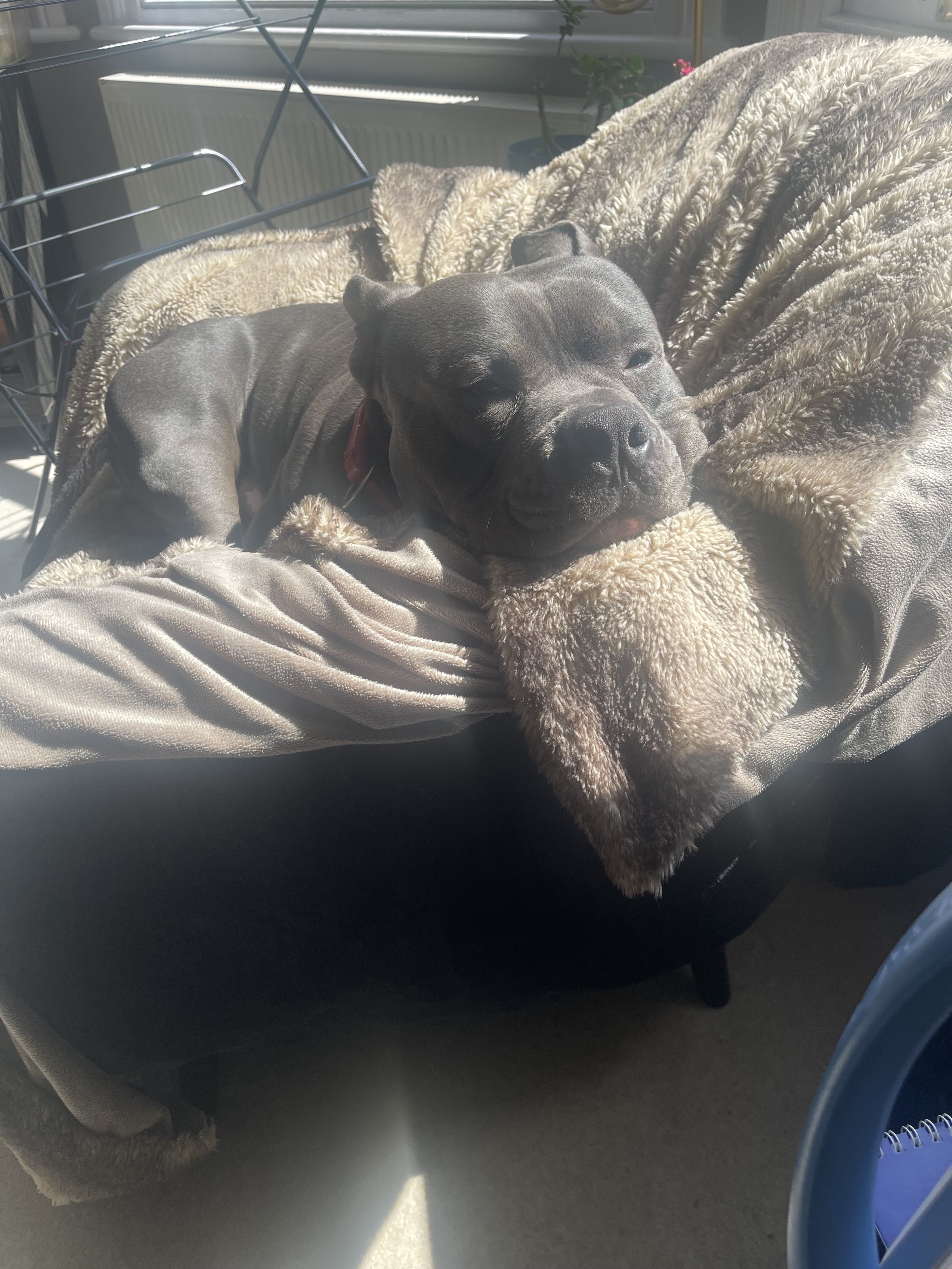 Bronson