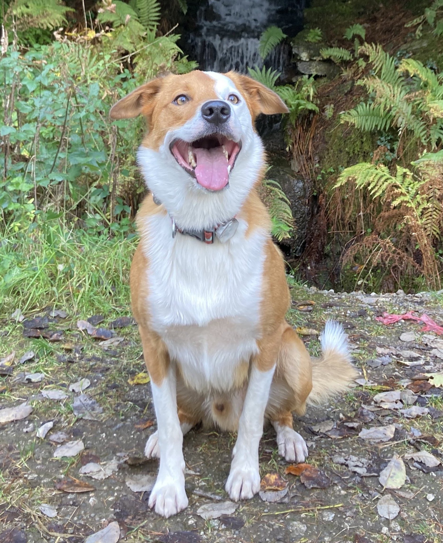 Dylan