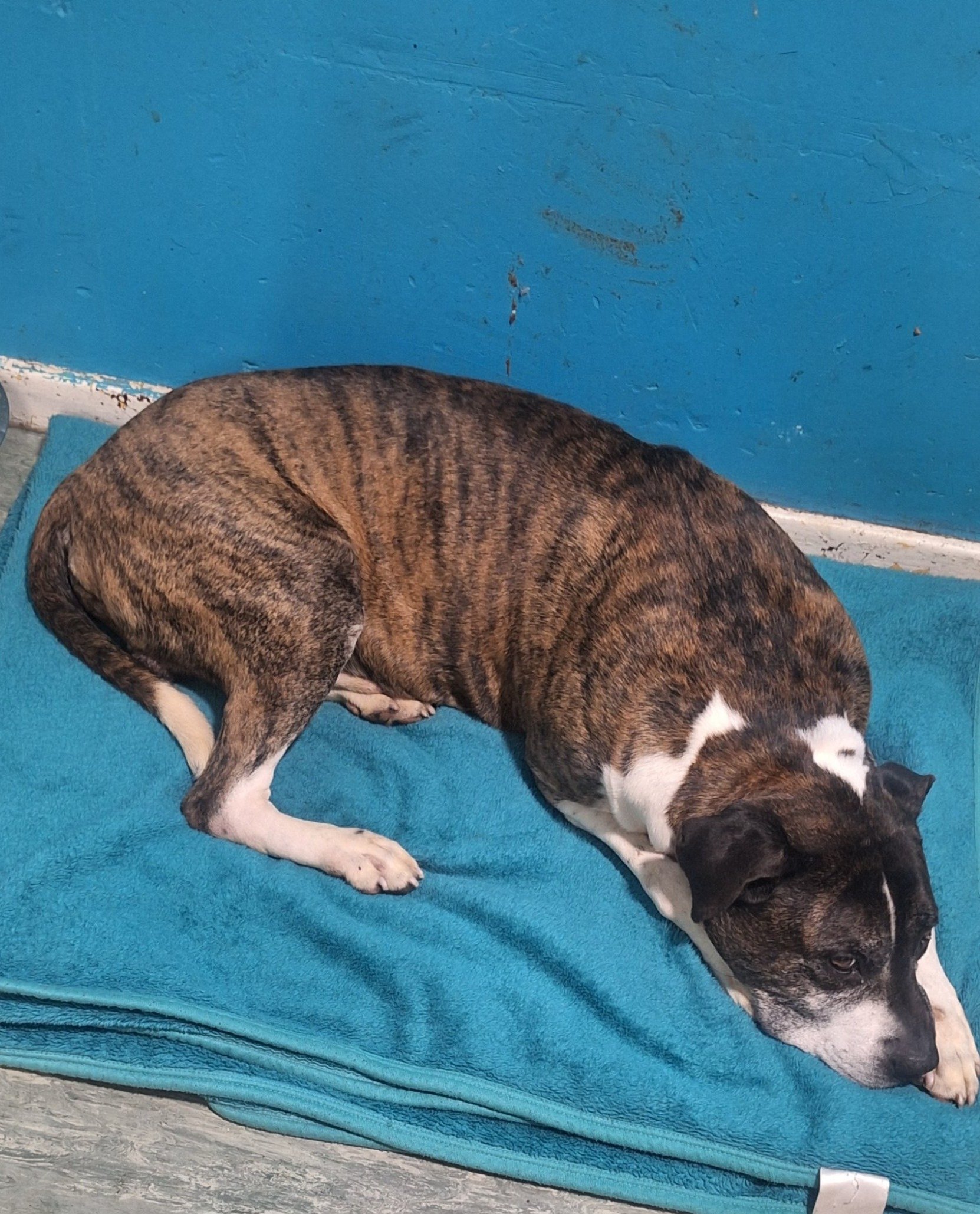 Tyson