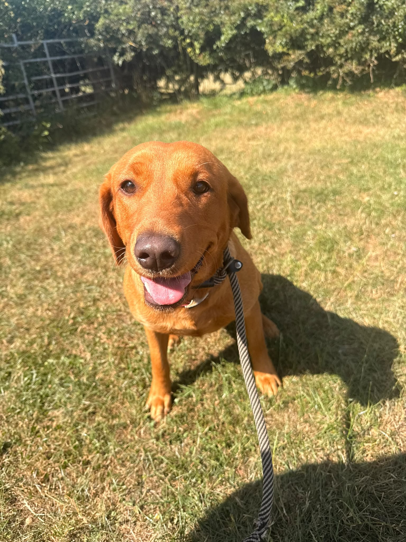 Piper