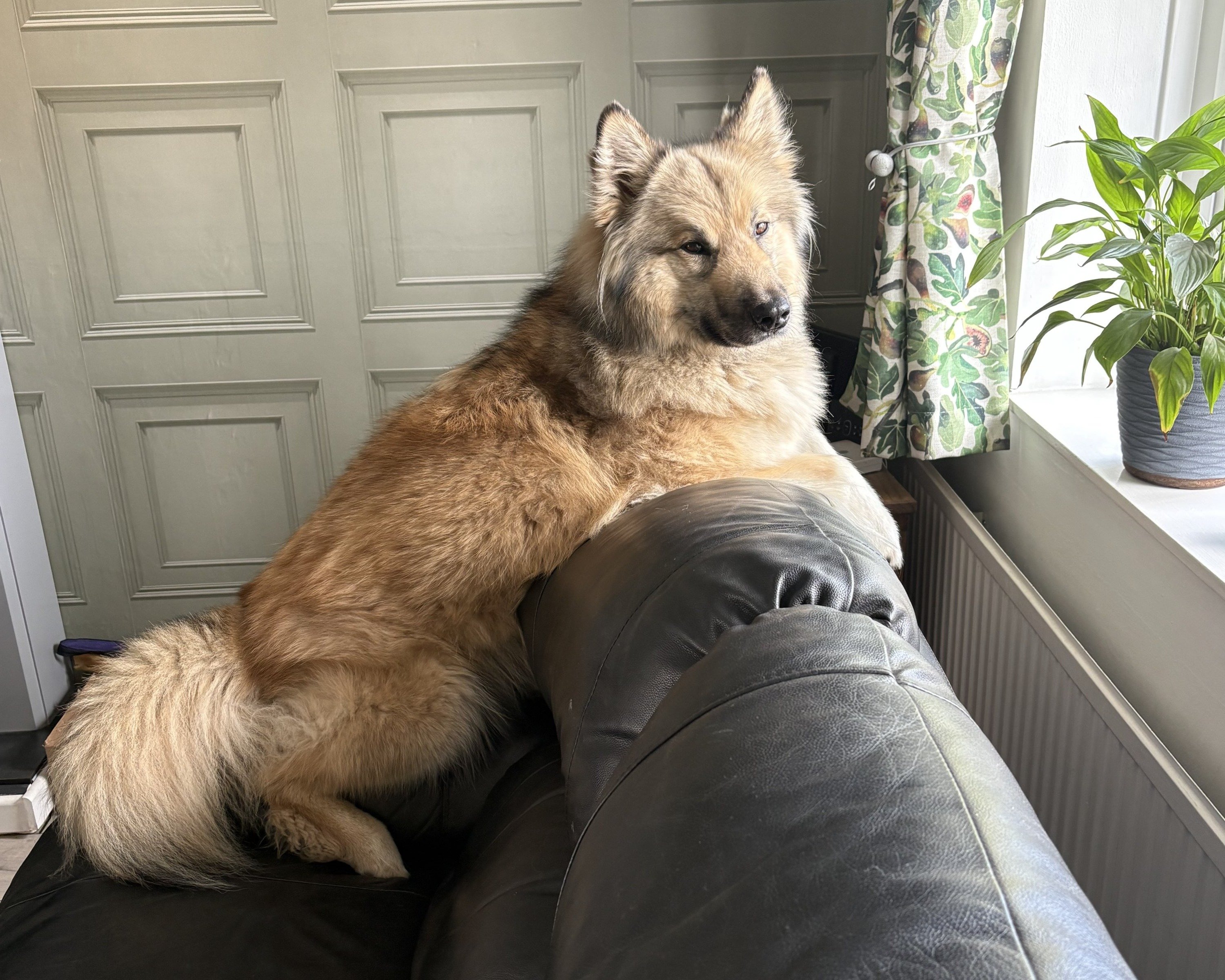 Buddy