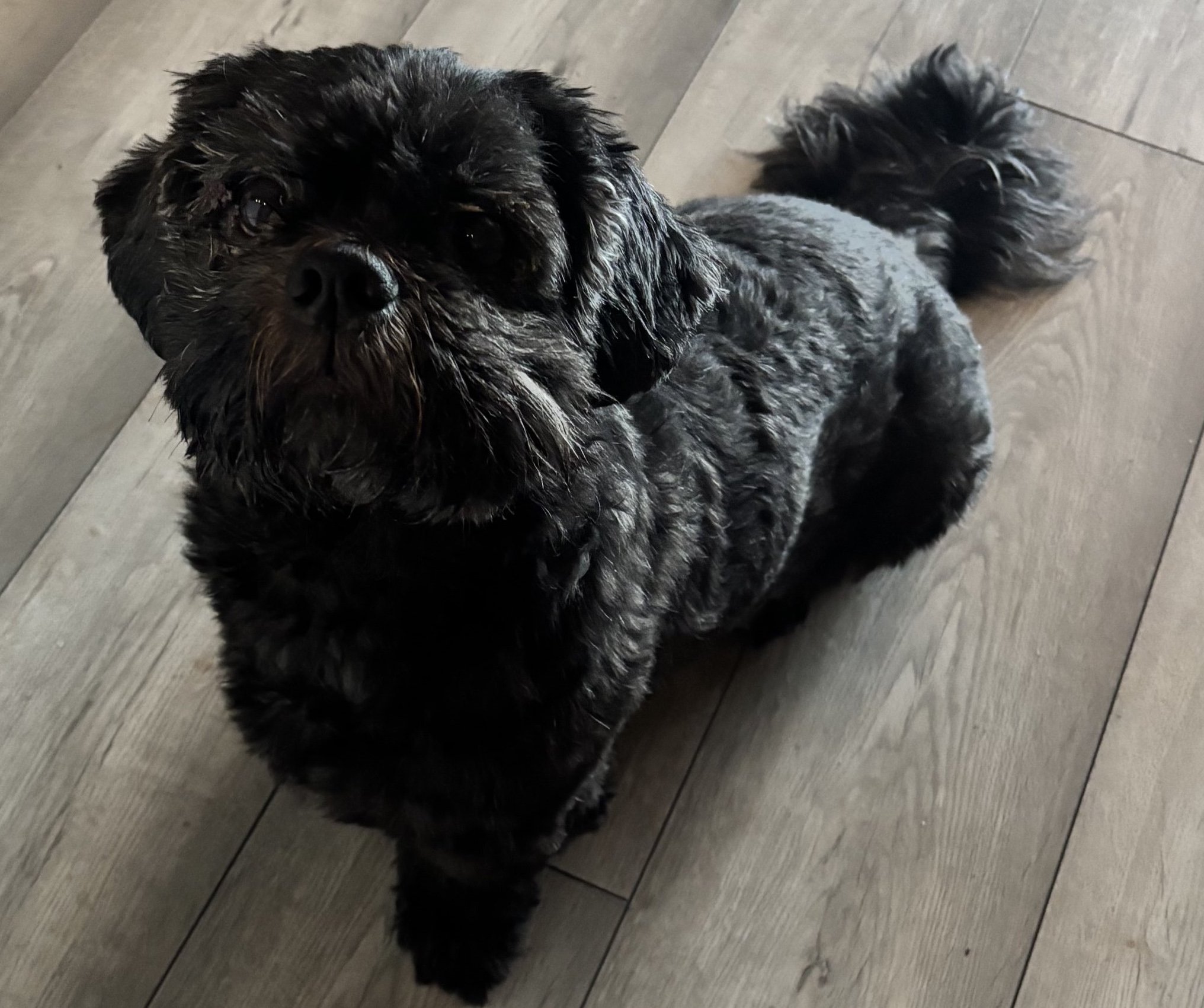 Gizmo