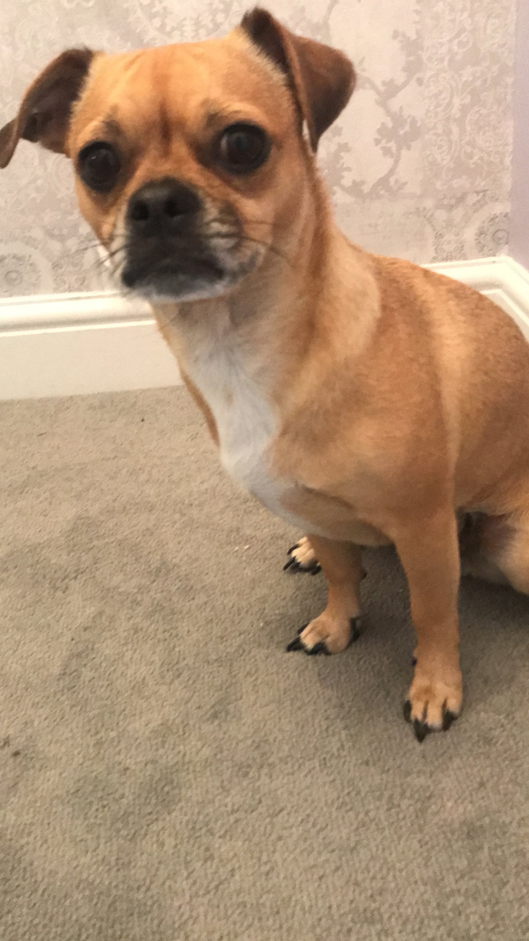 Lola