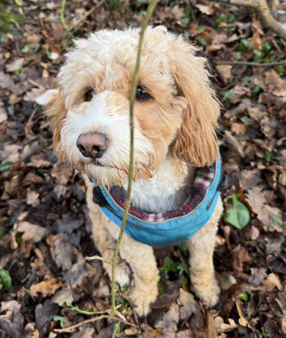 Pip