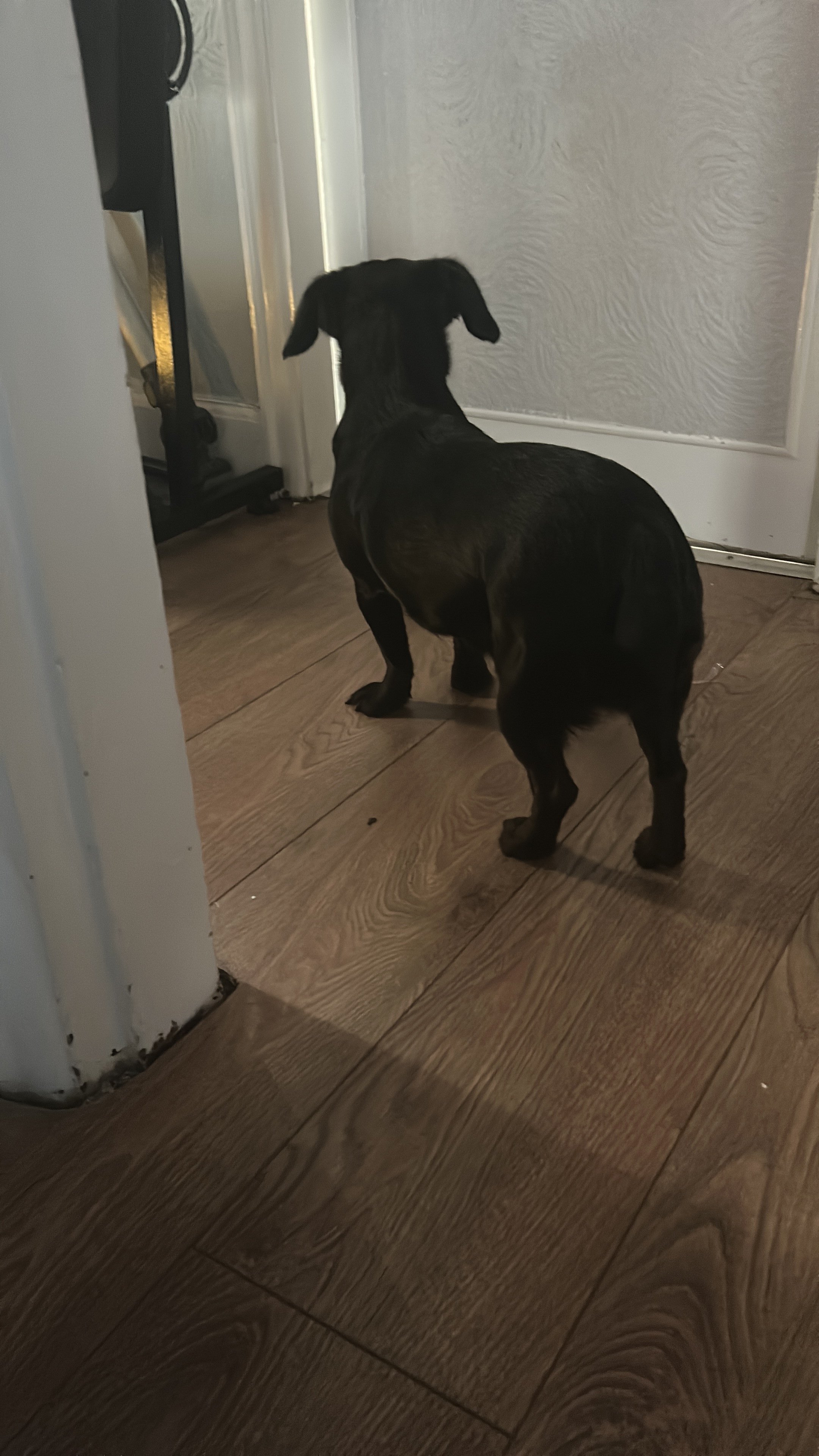 Milo