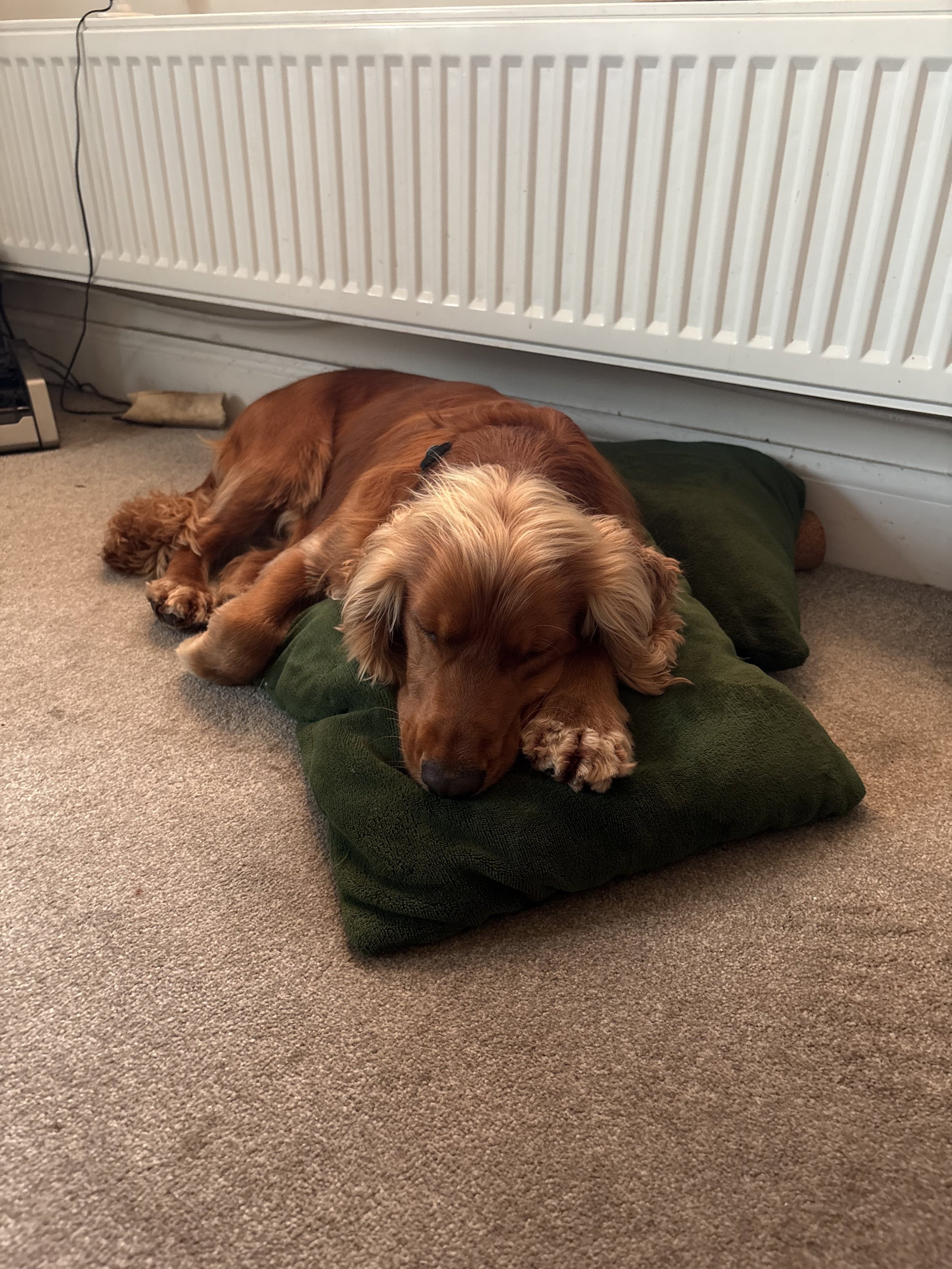 Rolo