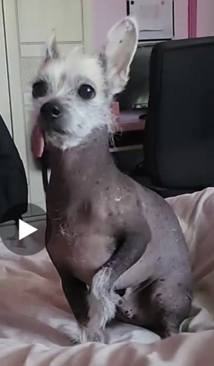 Chico