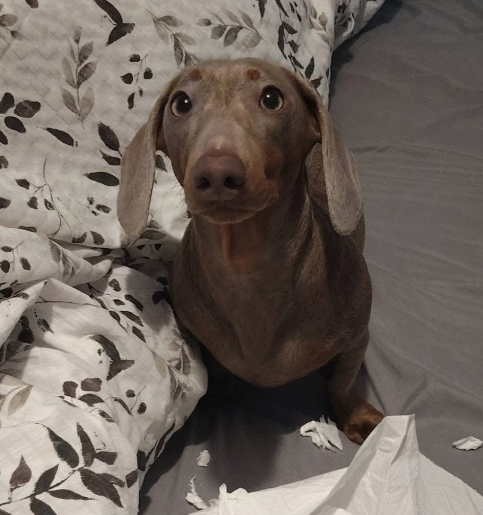 Frankie