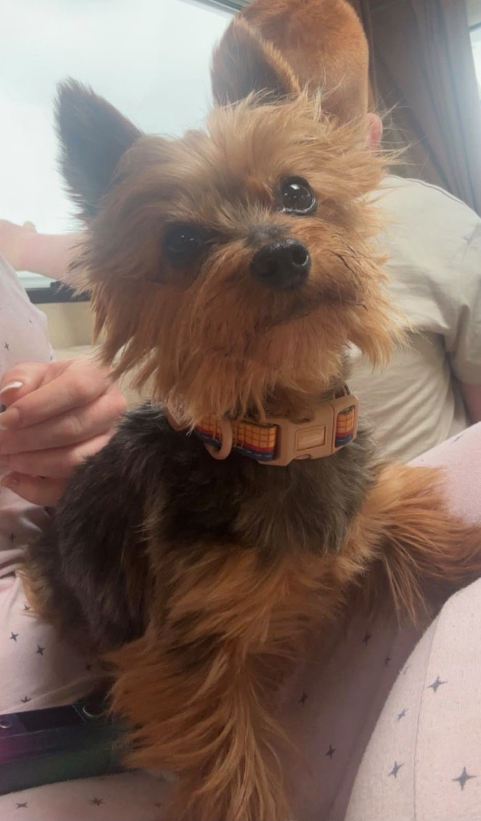 Willow