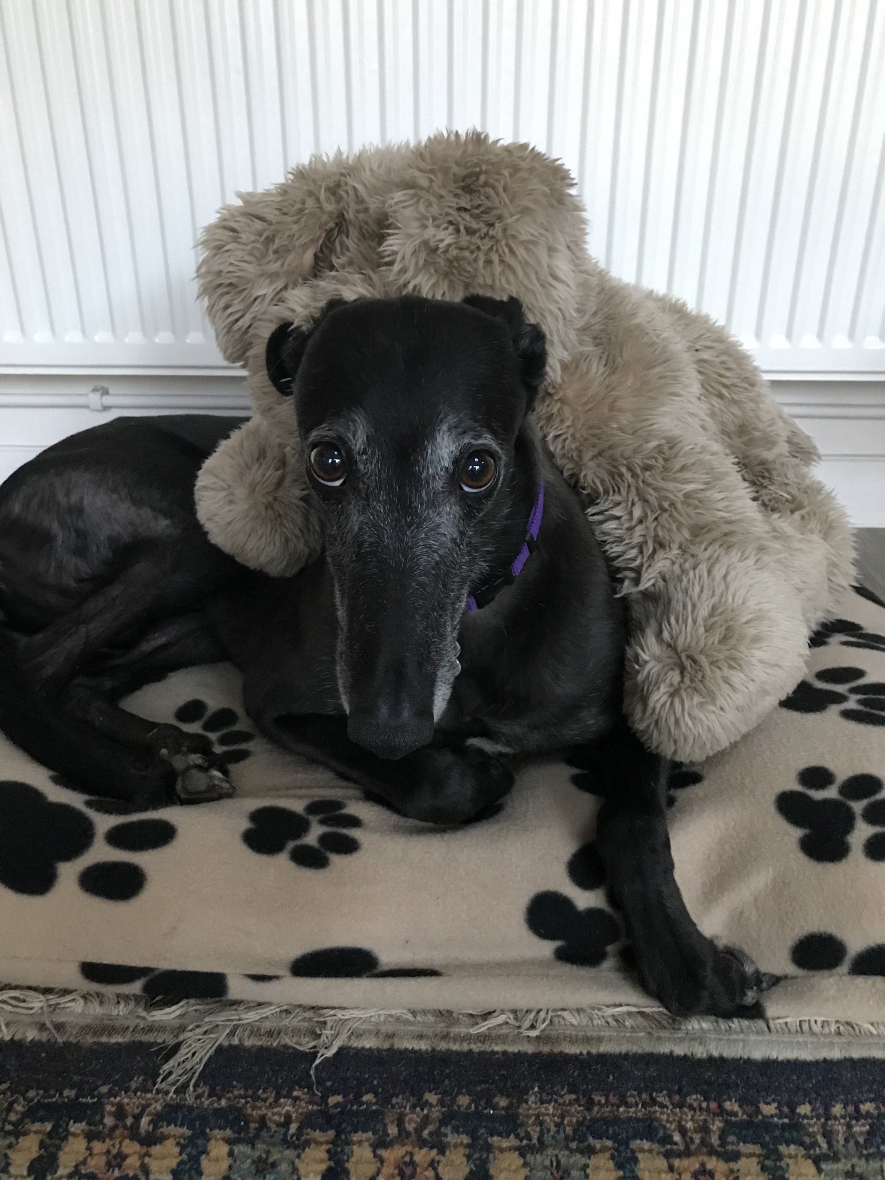 Poppy