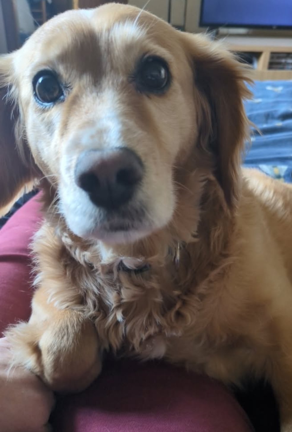 Archie