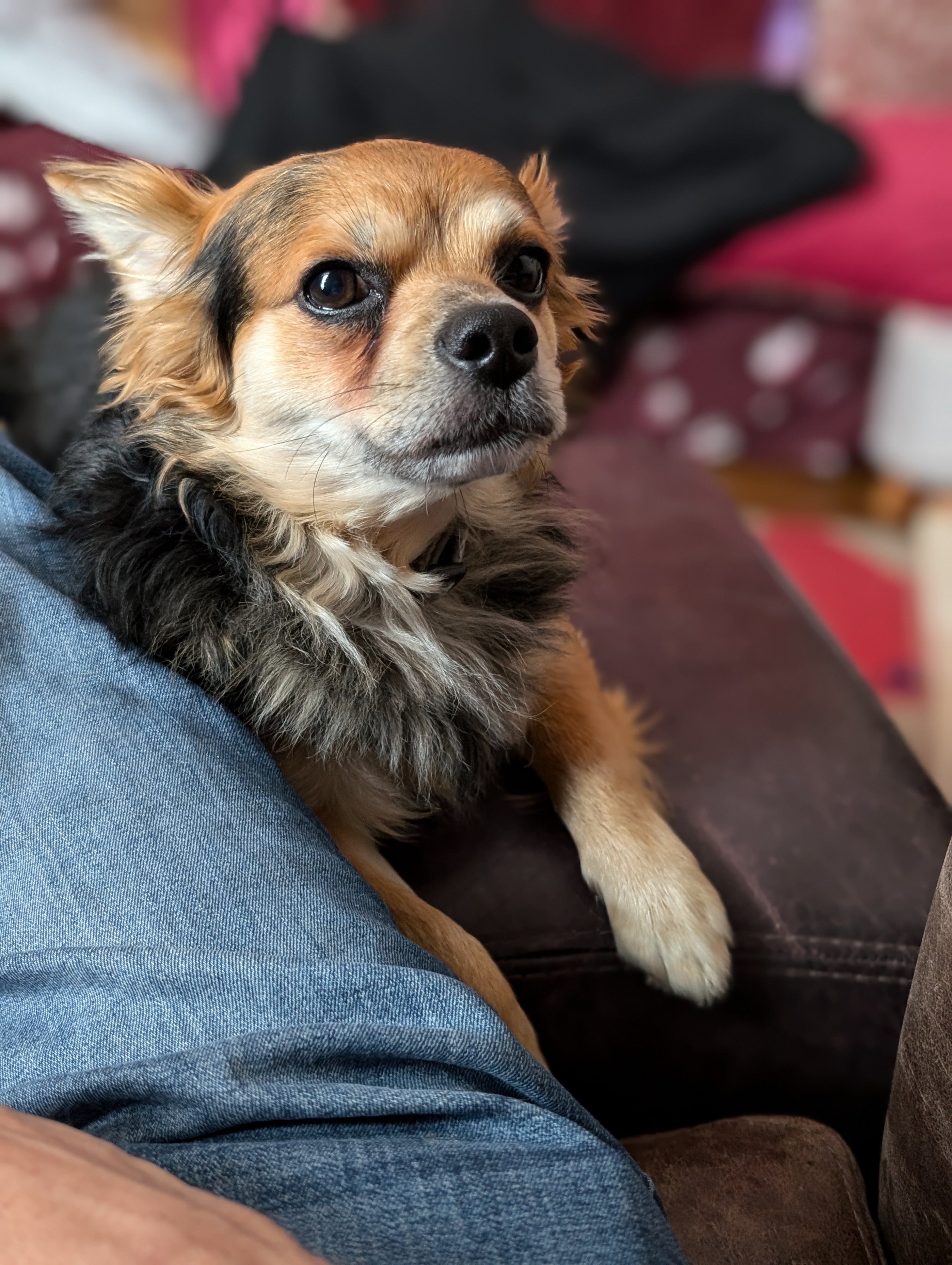 Ozzie