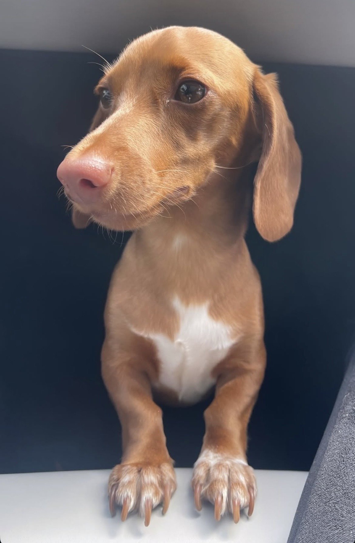 Toffee