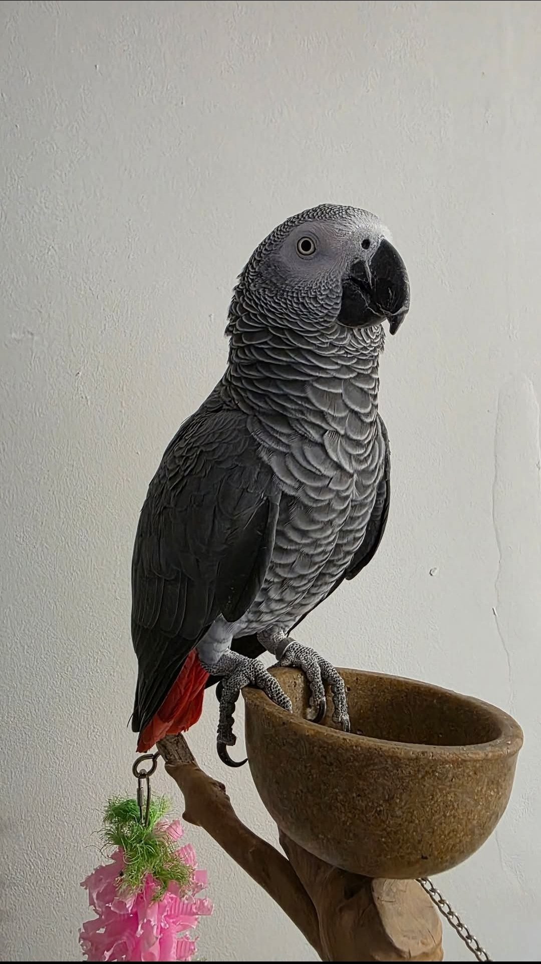 Zephyr