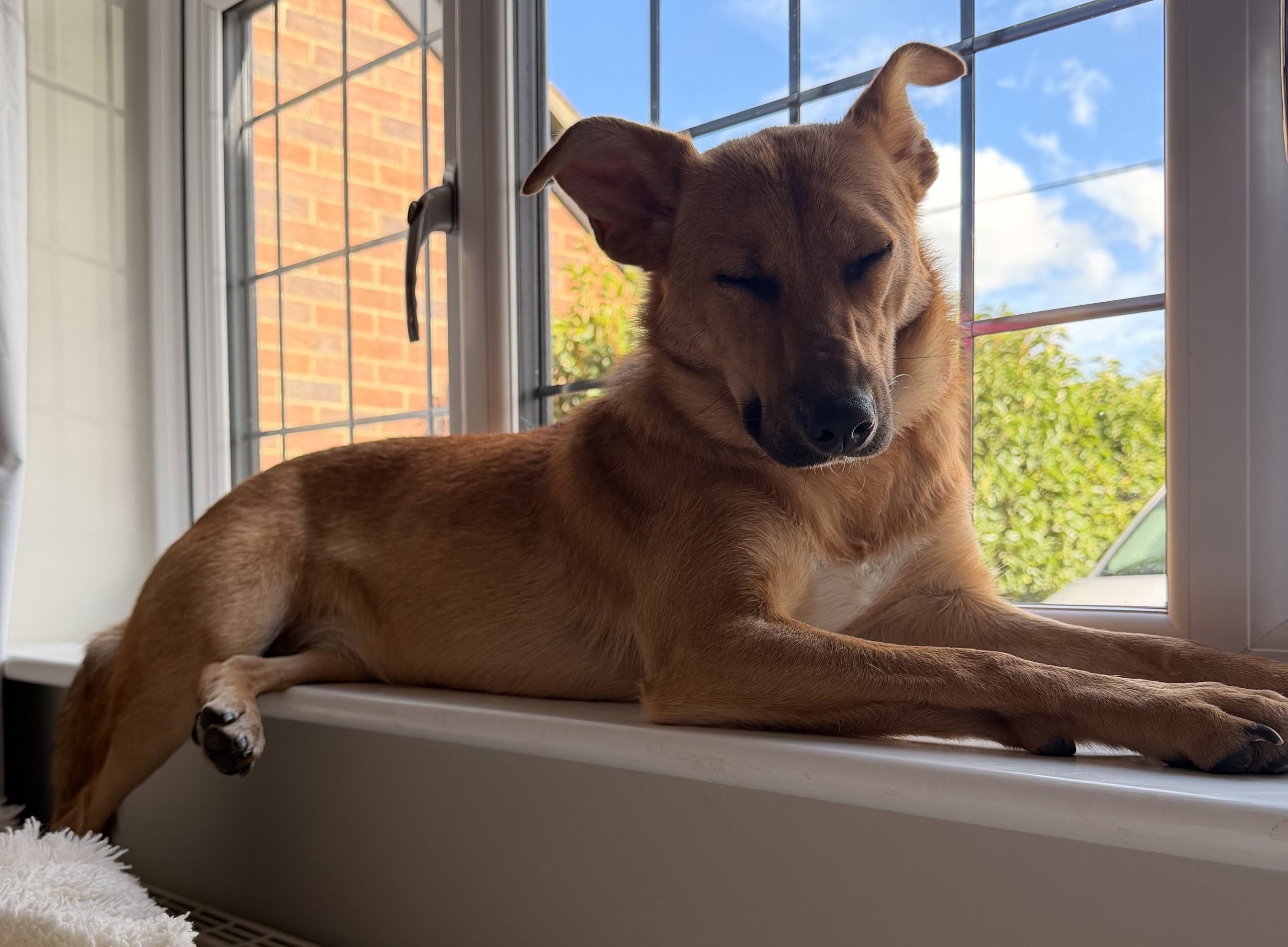 Nala
