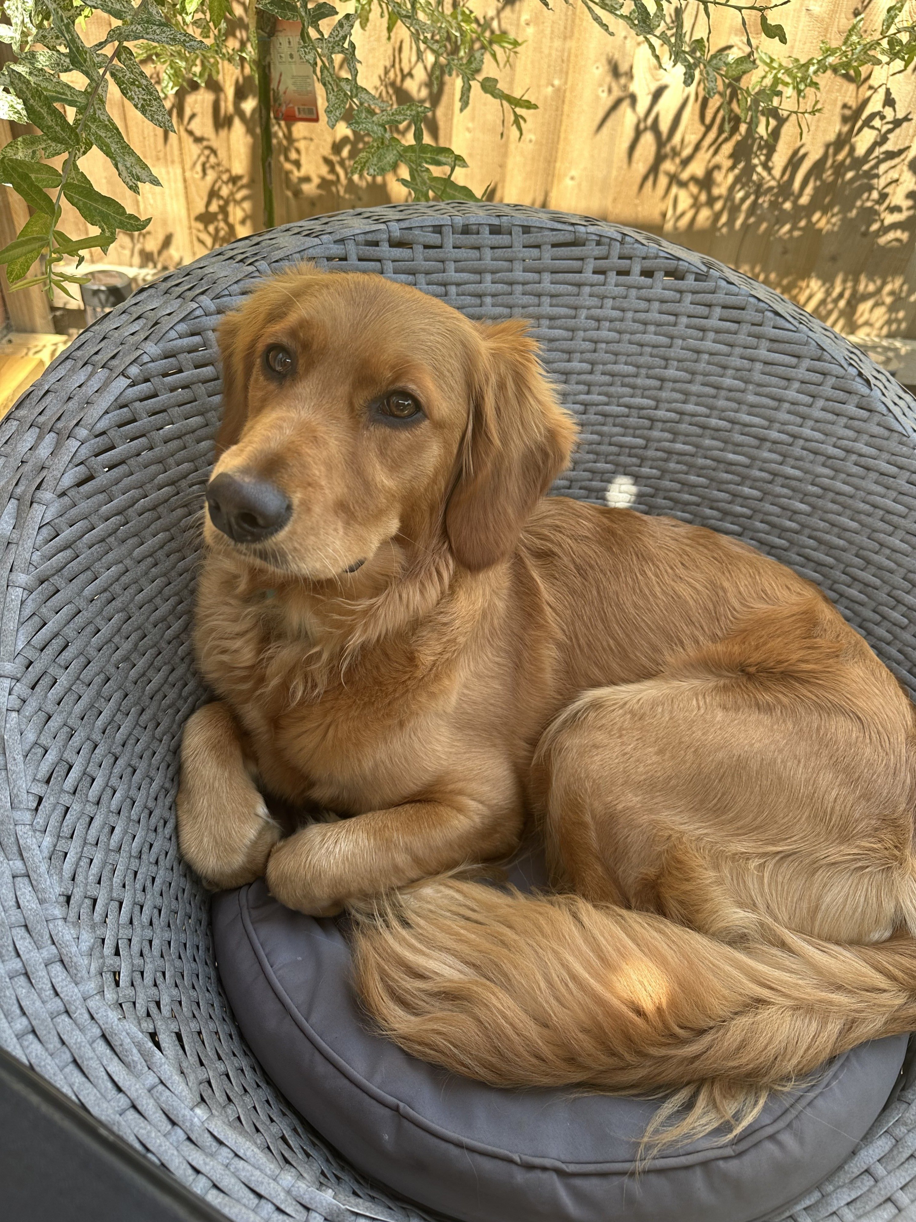Nellie