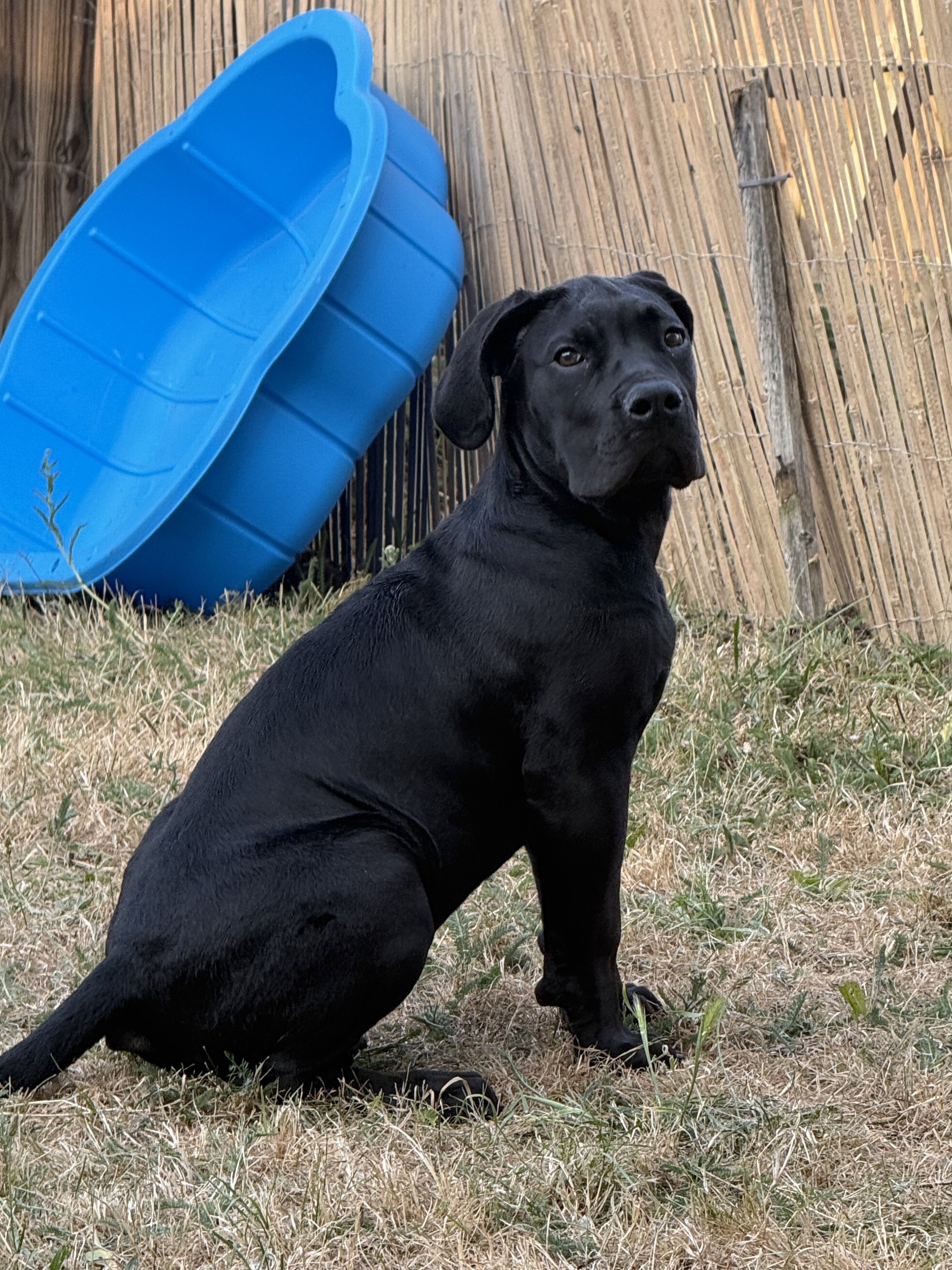 Nova