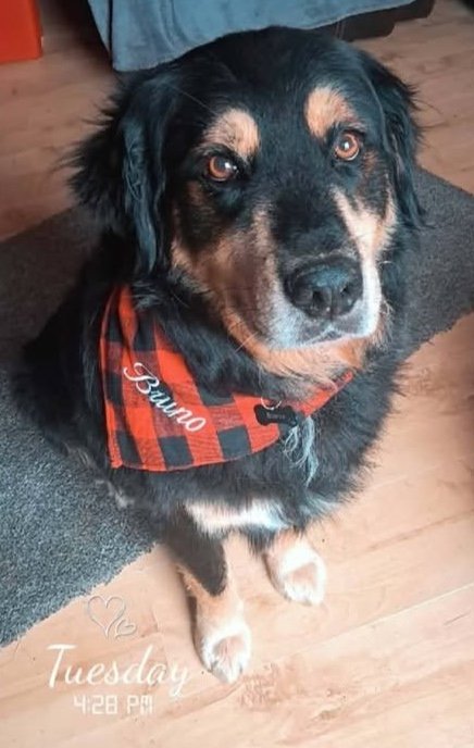 Bruno