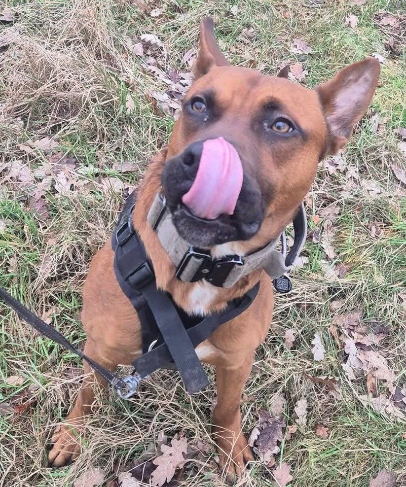 Loki