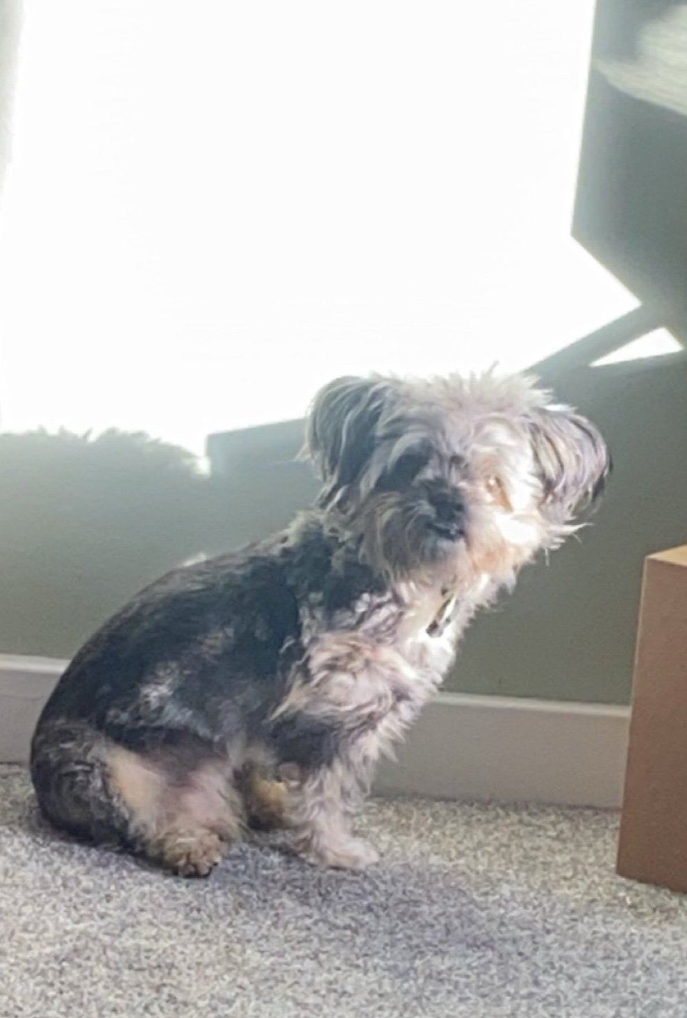 Teddy