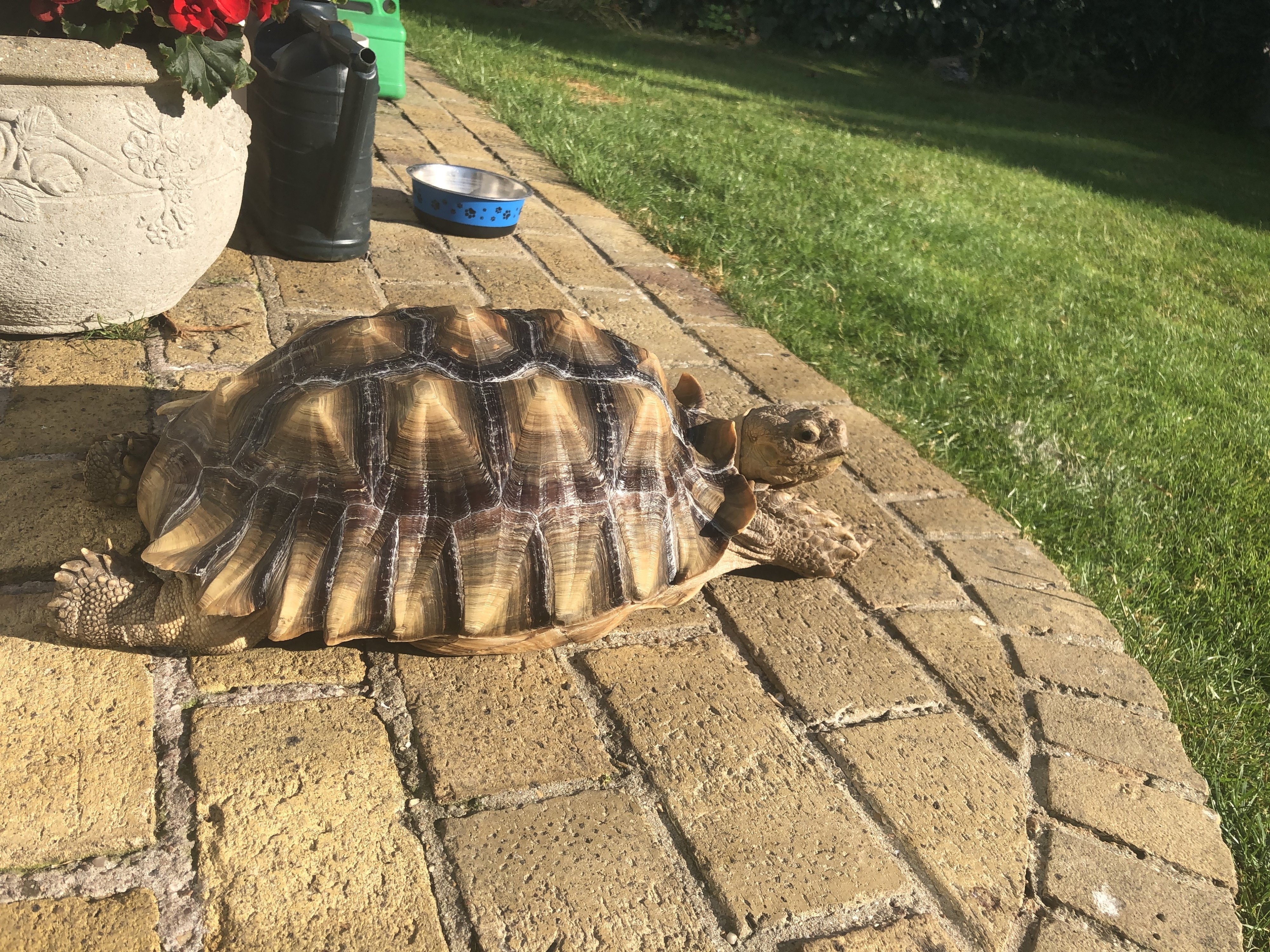 Salcata tortoise