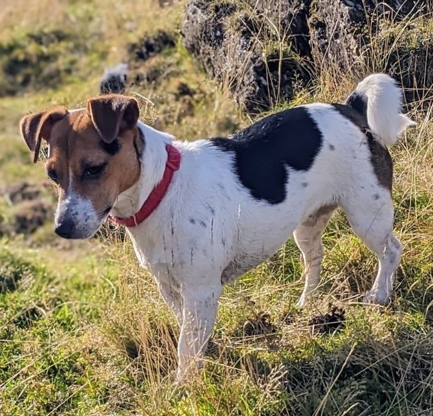 Gertie