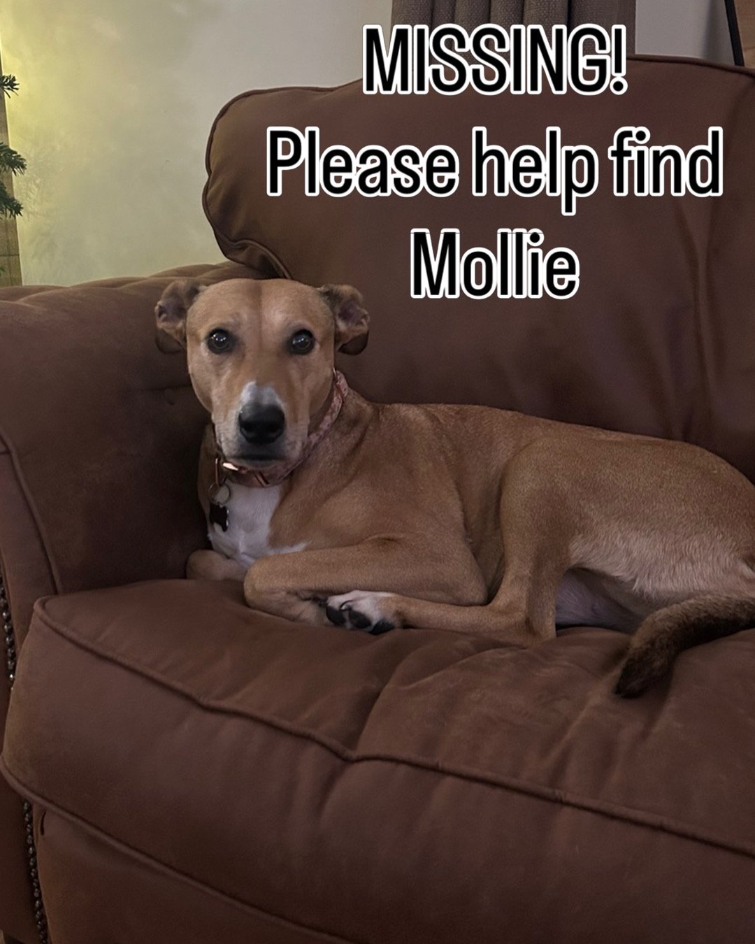 Mollie