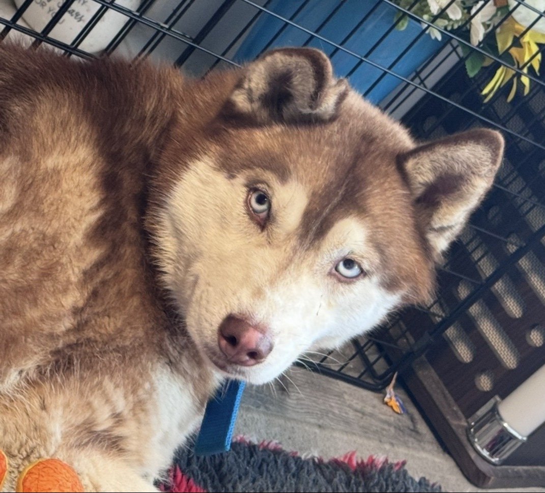 Ludo