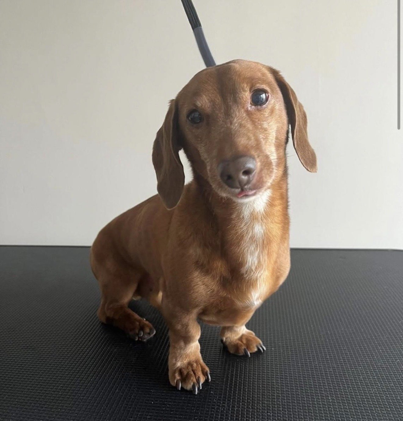 Milo