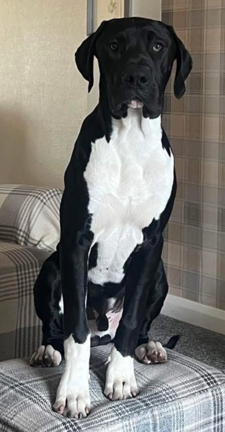 Duke