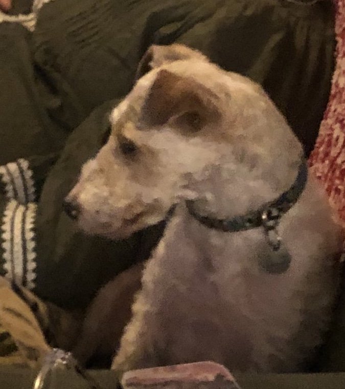 Olive