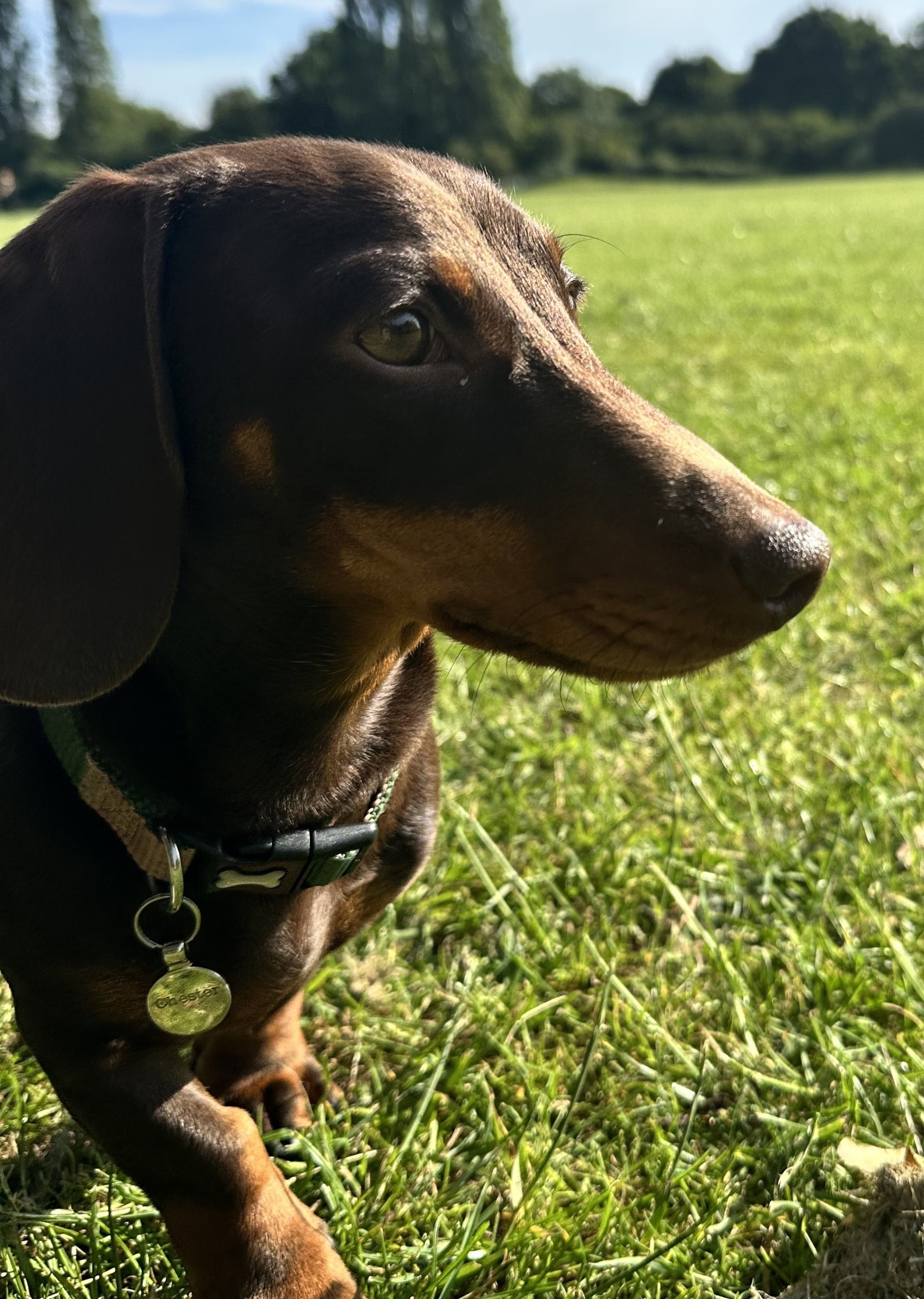 Chester