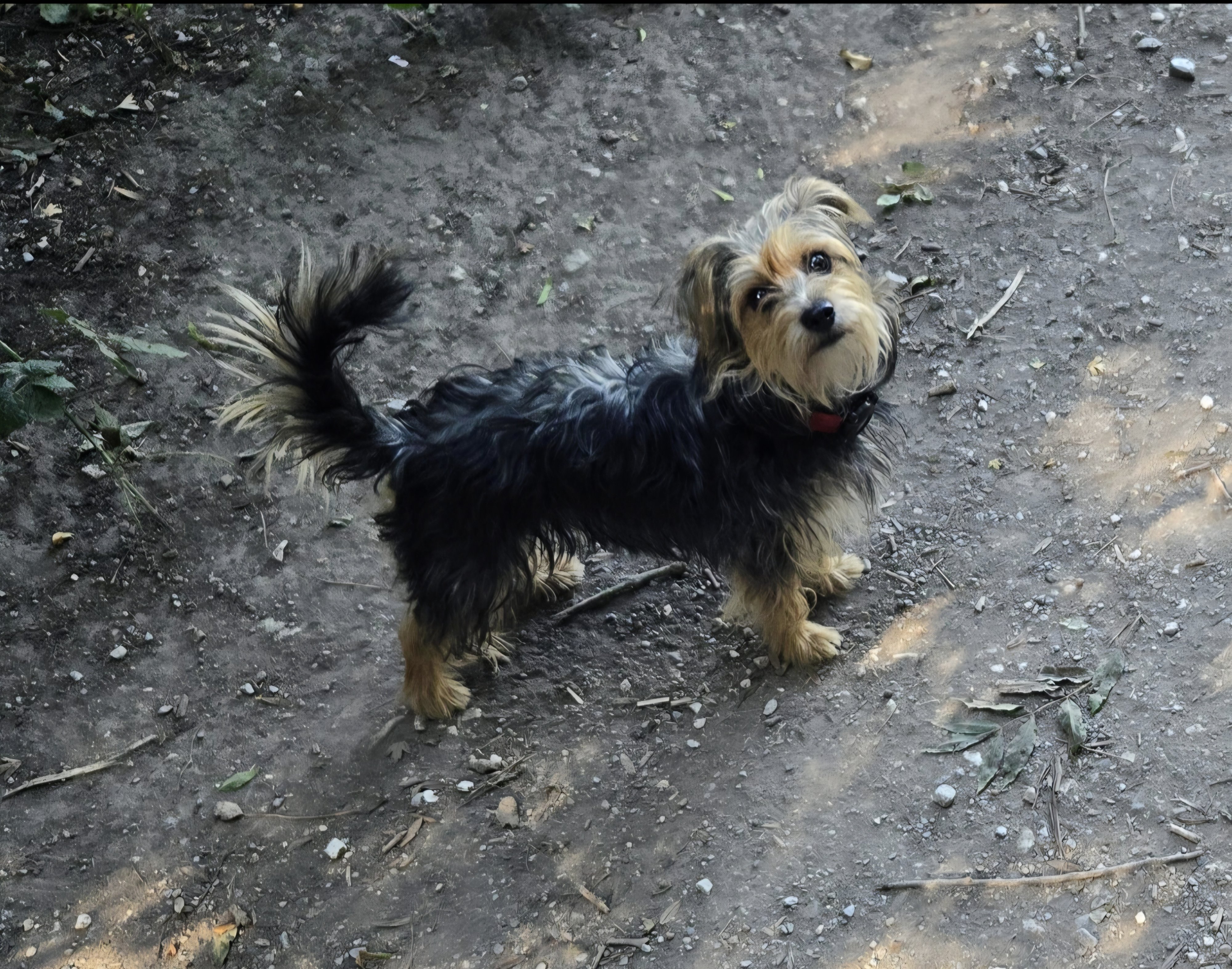 Lola