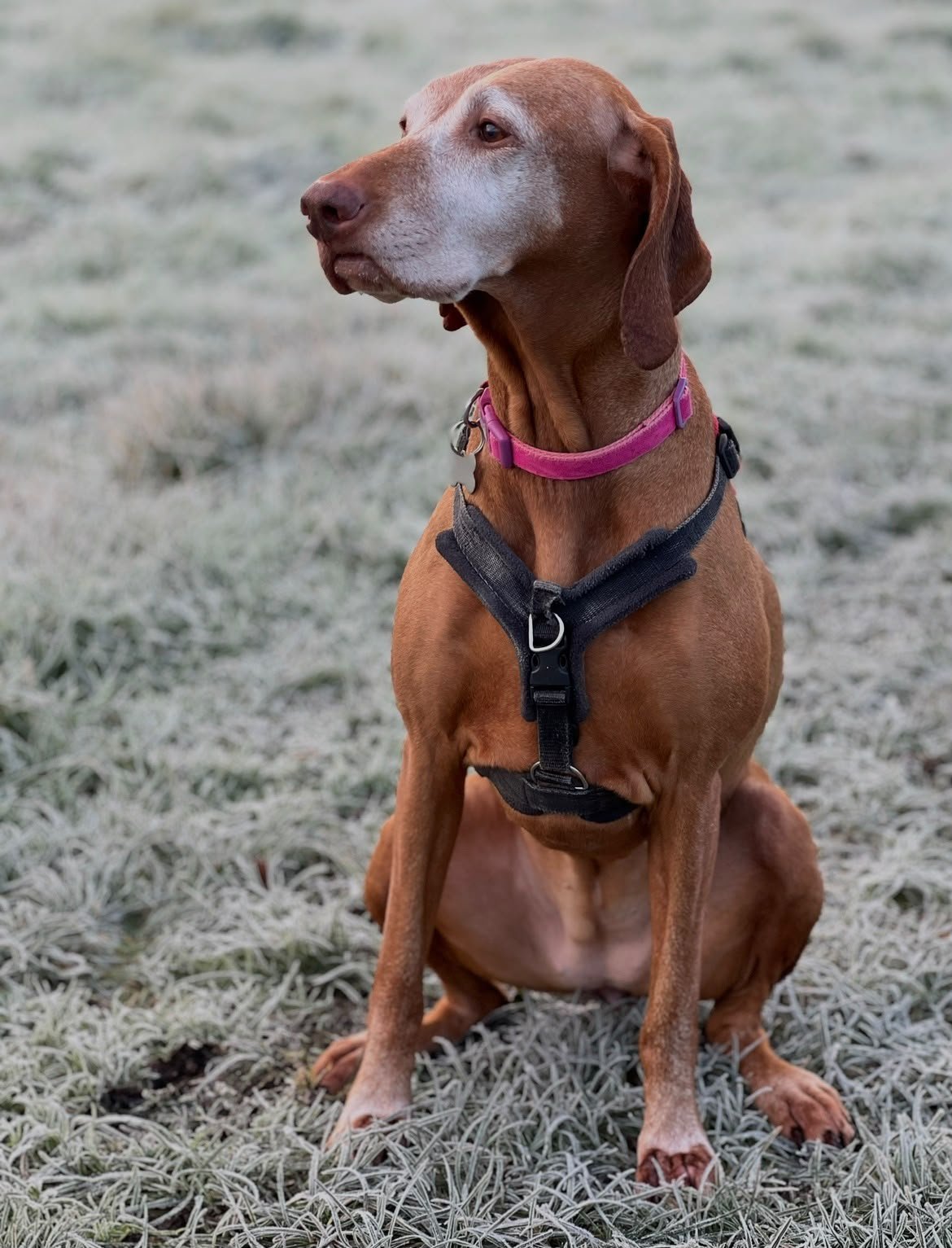Meg